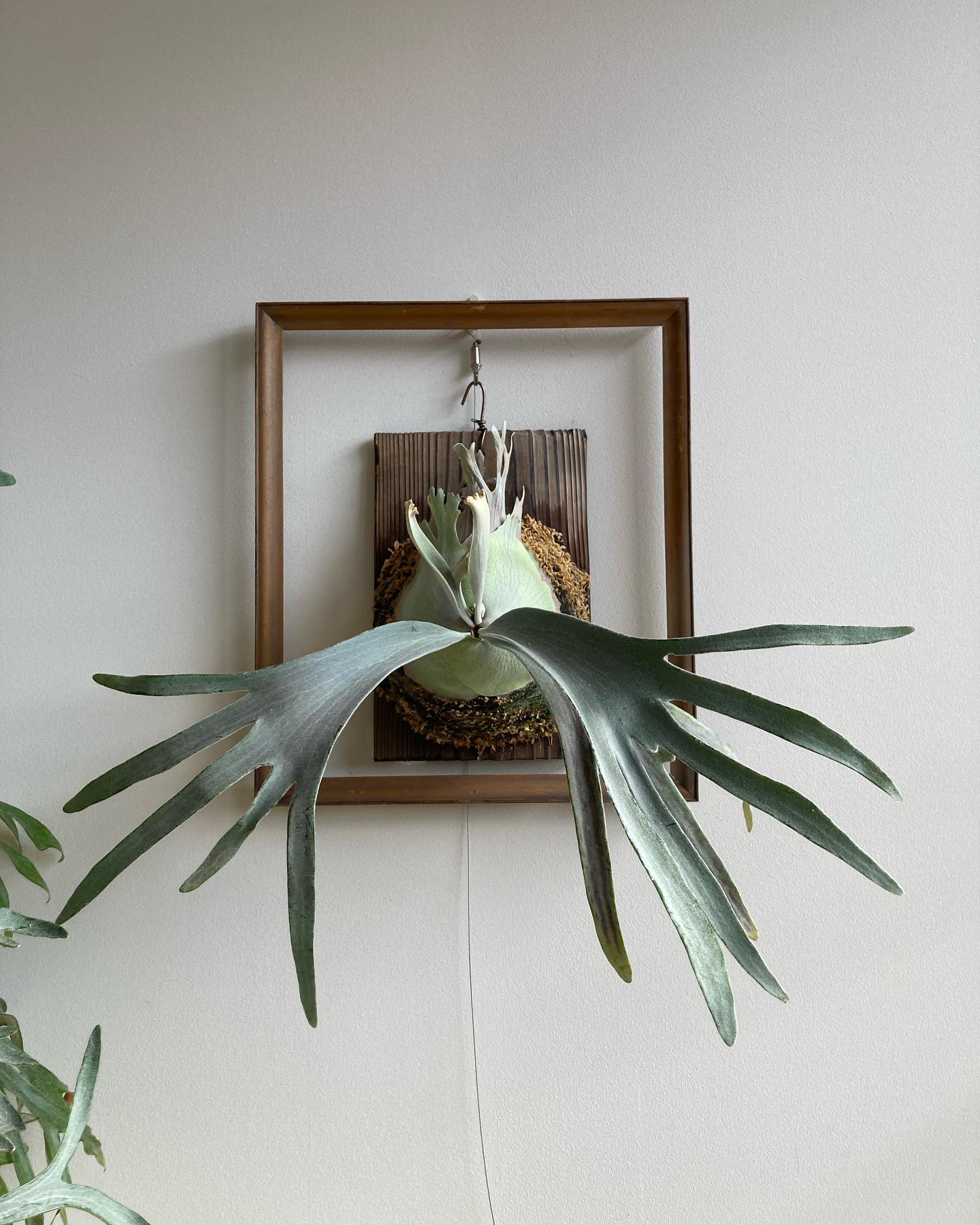 P.Pedro tatsuta ナイスなピロピロ。