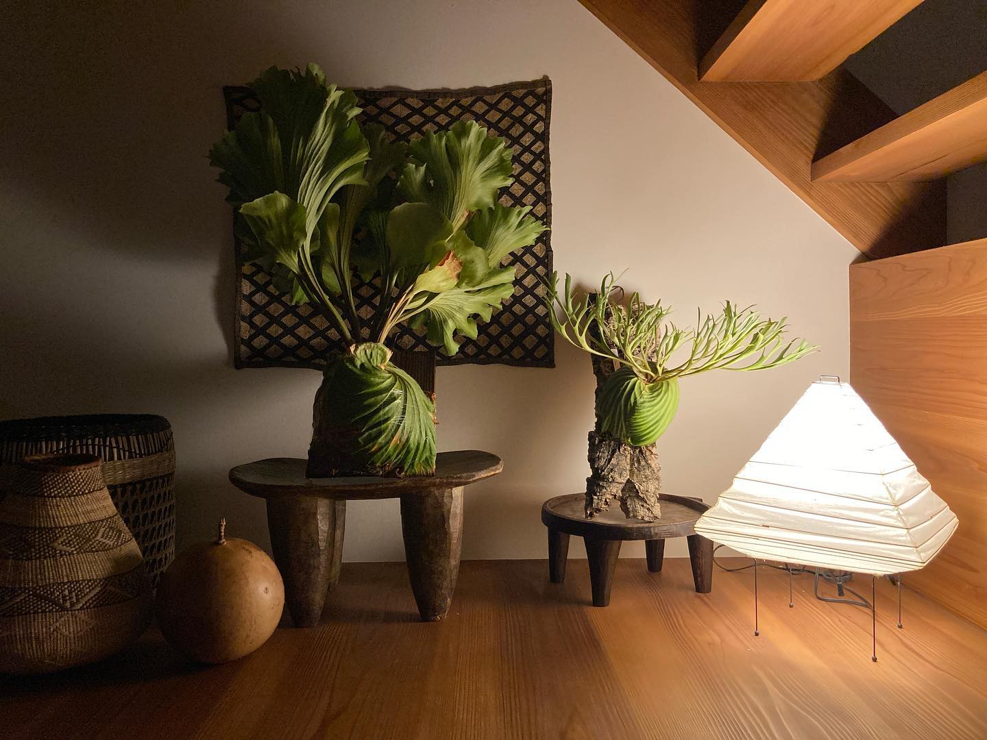 Platycerium ridleyi nano Platycerium ridleyi monke