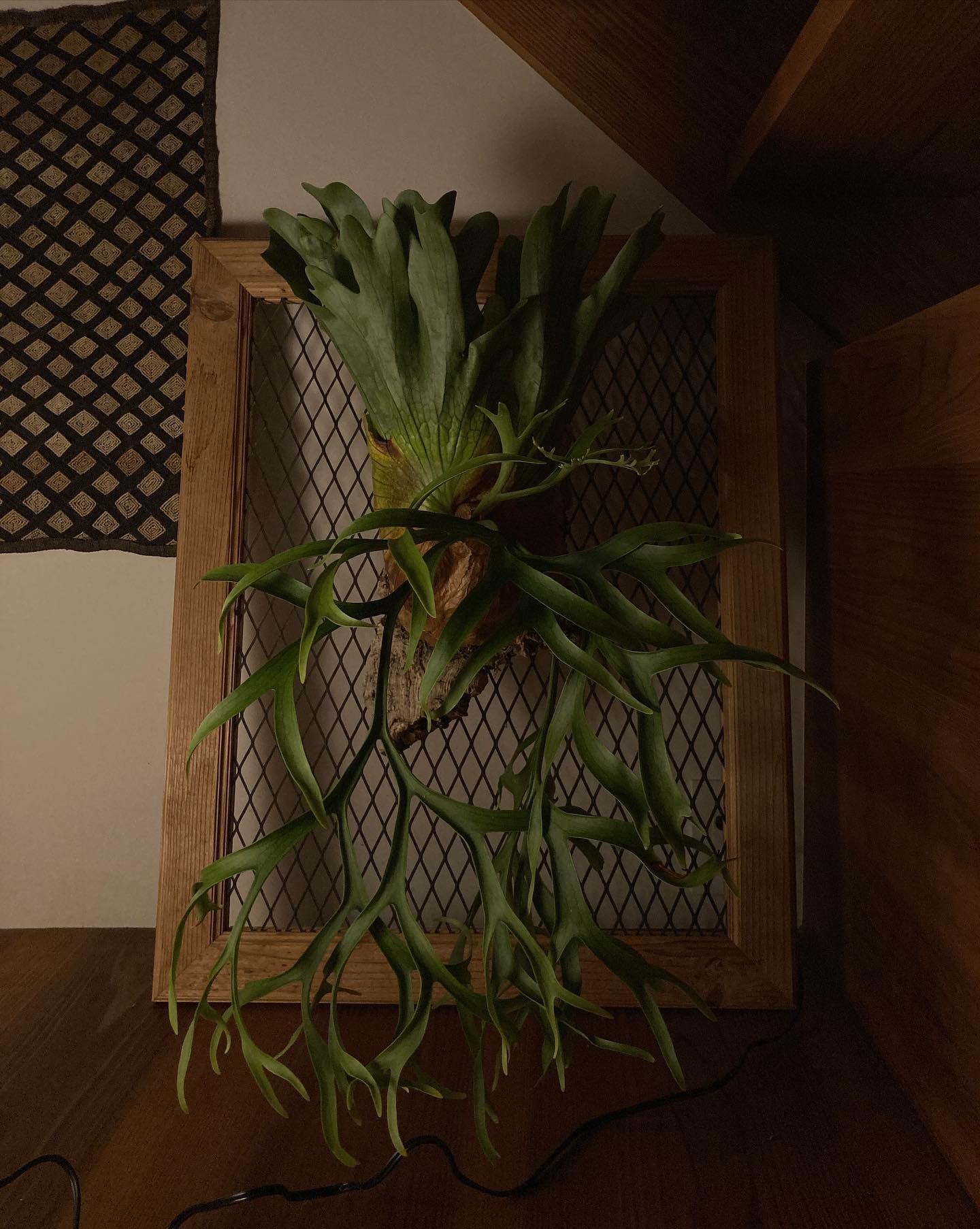 P.coronarium waiwai from @vandaka_plants やはりコロナリウム