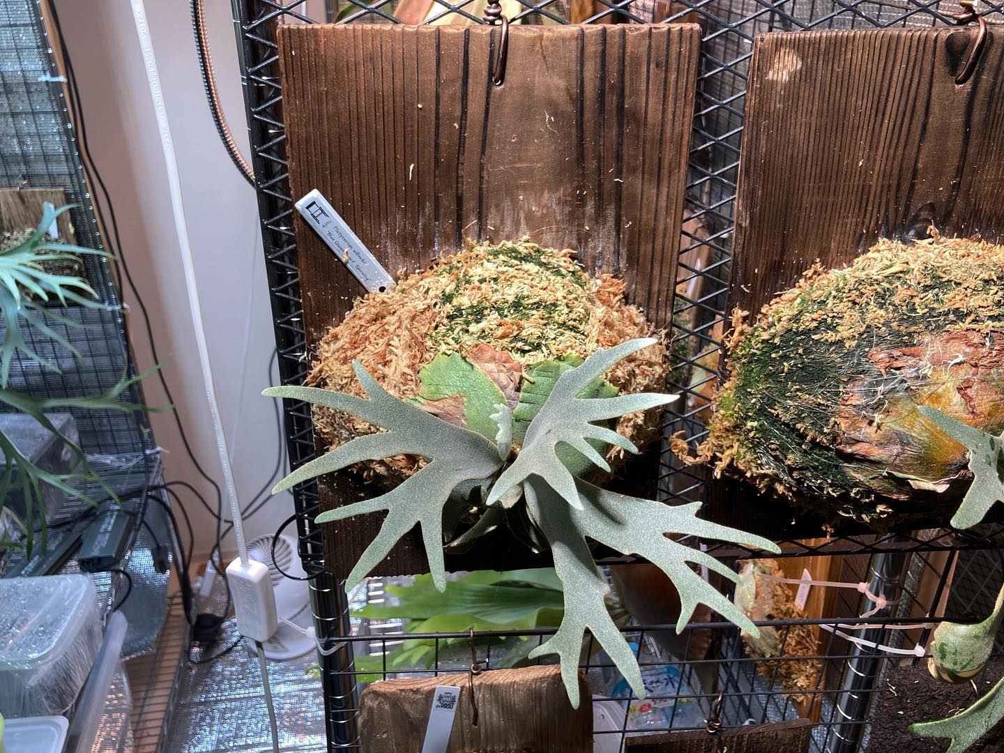 Platycerium willinckii “Blue Queen Dwarf Sporeling