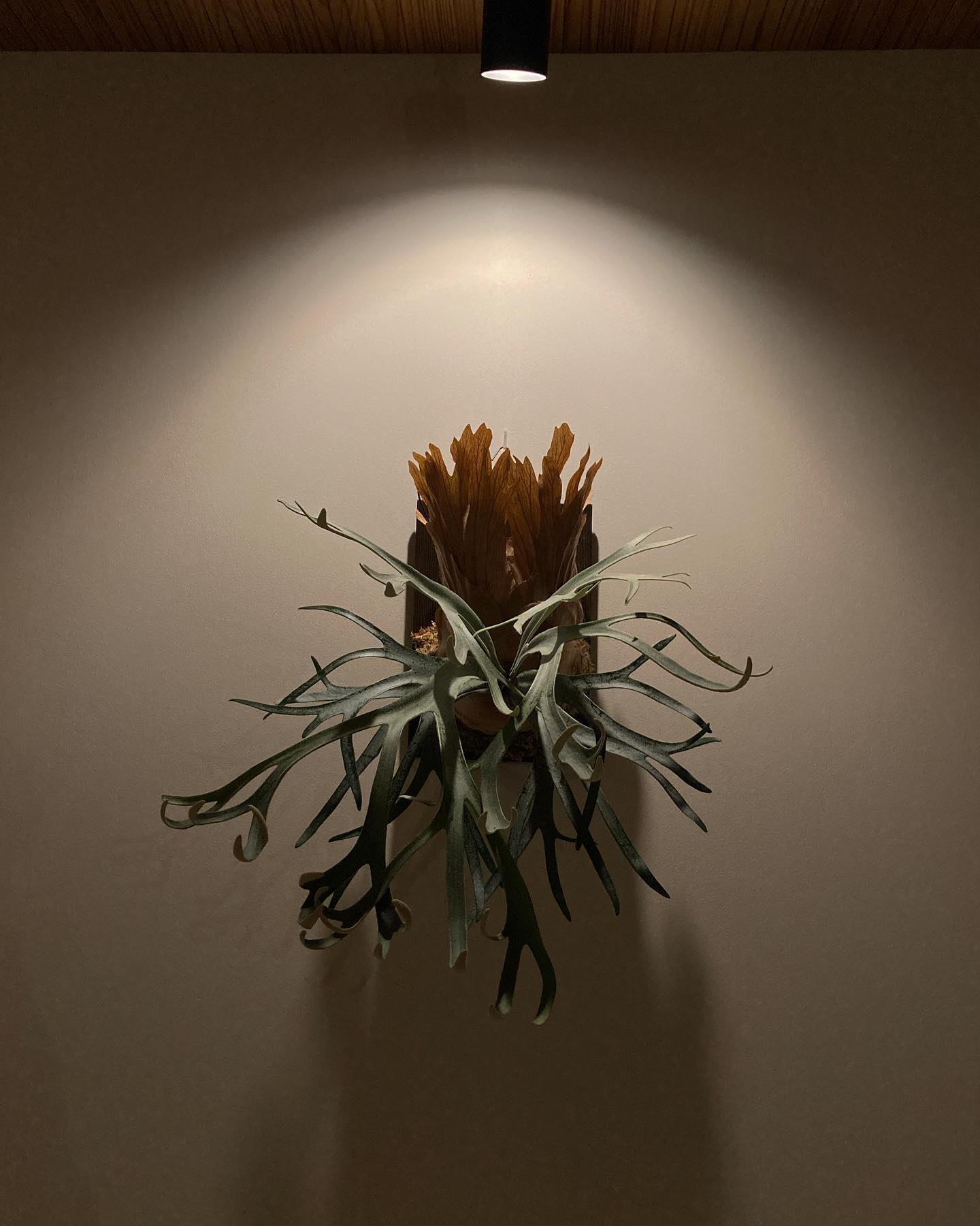 P.willinckii moonlight 板替え、苔増し、胞子葉のトリミング、貯水葉の整形を行い