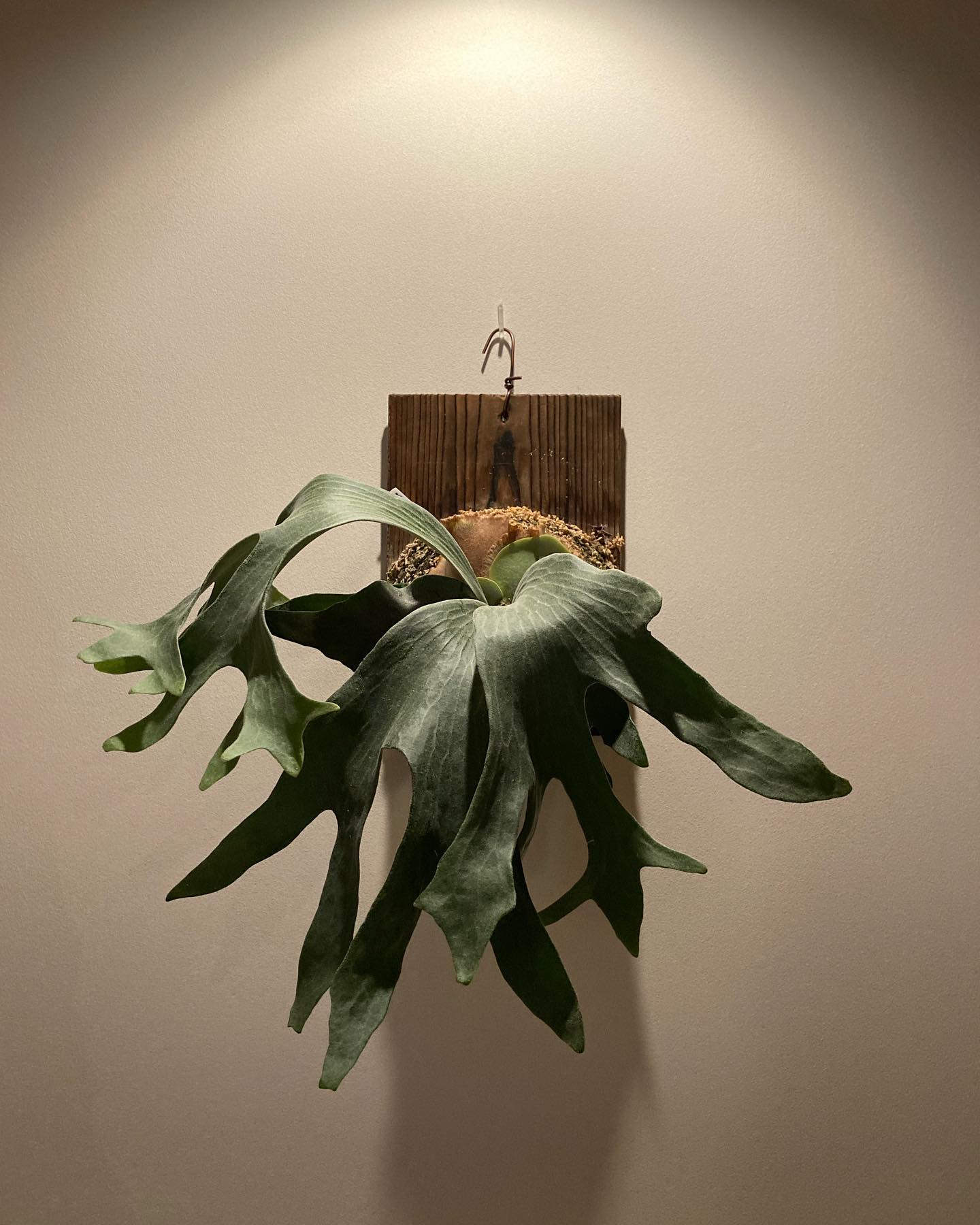 P.Ginka from @botanyvalley 一枚目2023.11.12 二枚目2022.1