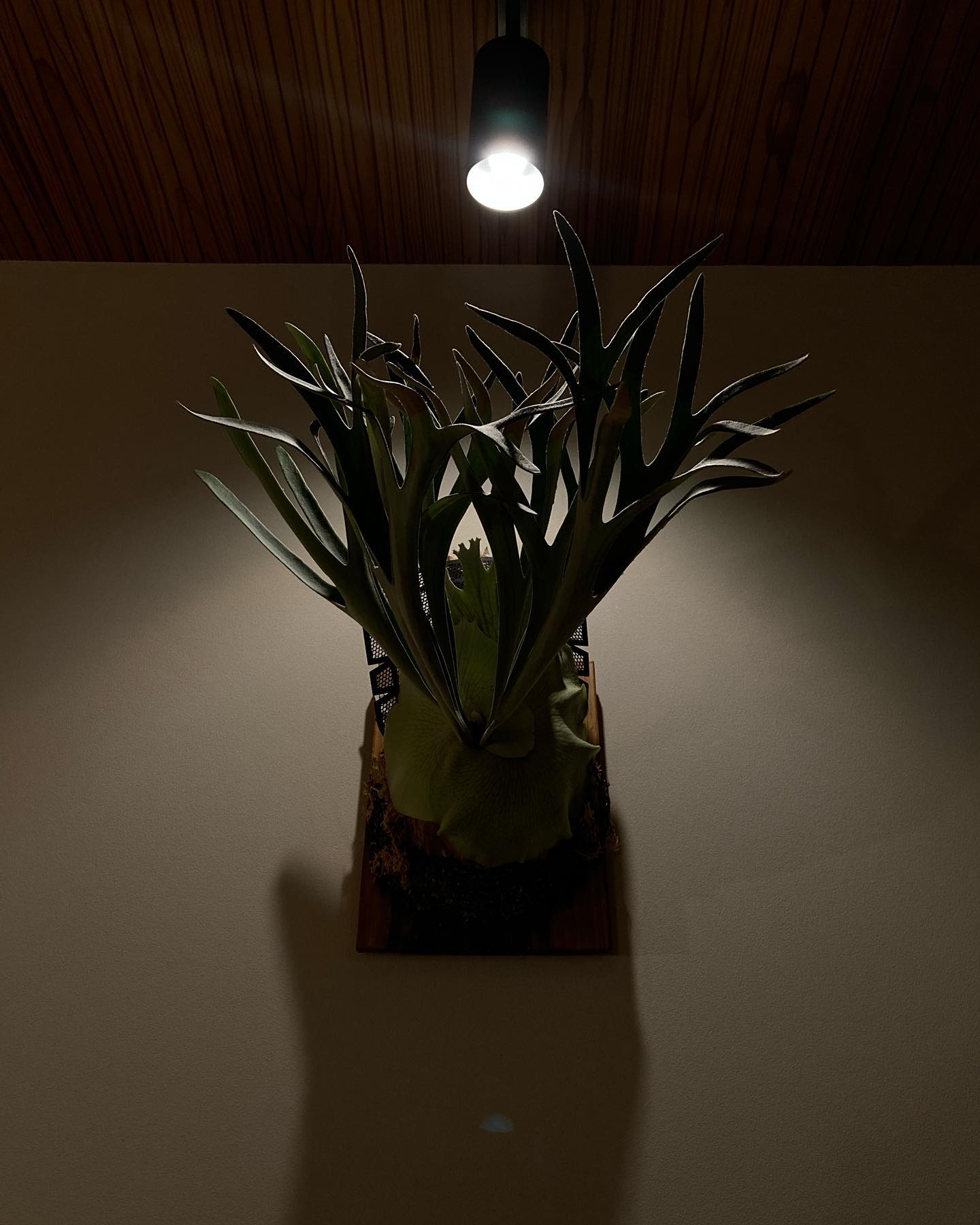 P.veitchii "King Fisher” from @botanyvalley 悪役っぽいな