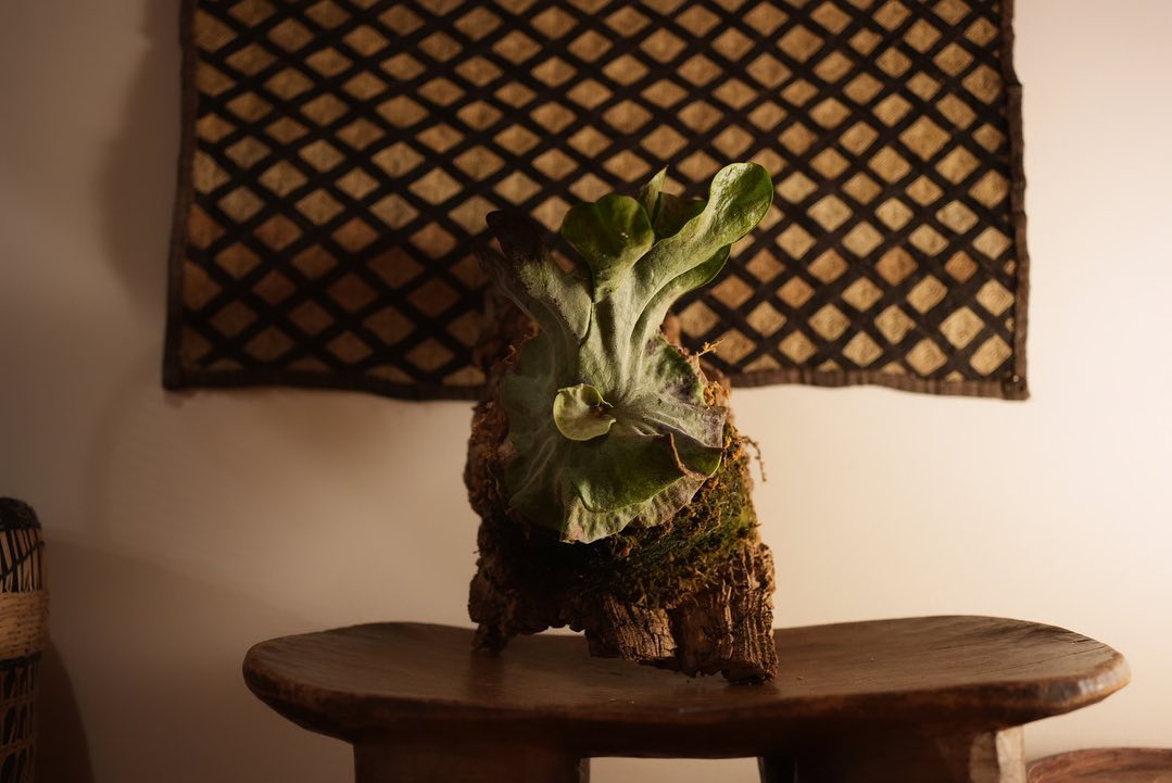 P.superbum dwarf sporeling ヘドラです 何かに憤ってそうな表情です