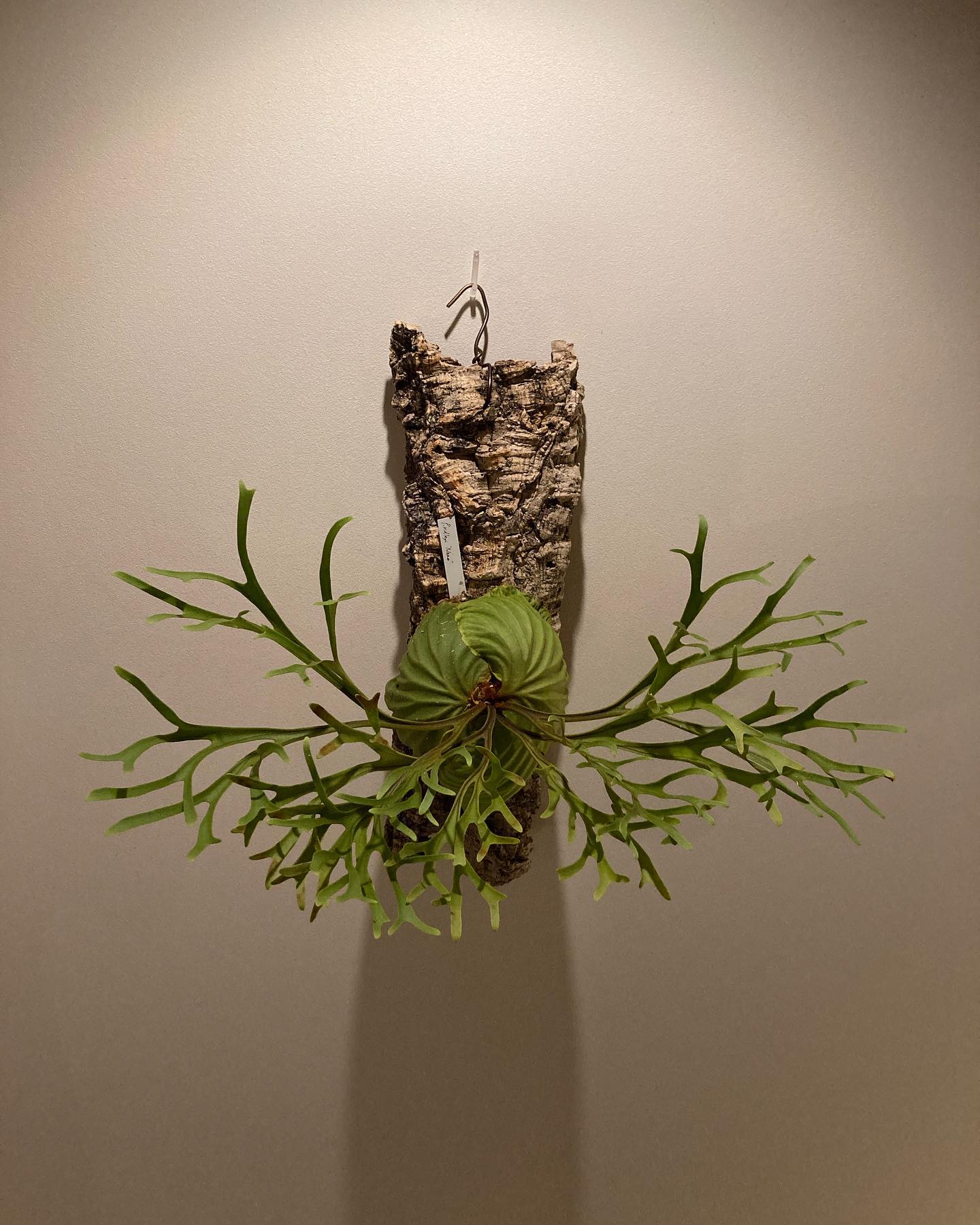 Platycerium ridleyi nano from @katsu_hibino 撮る場所で雰