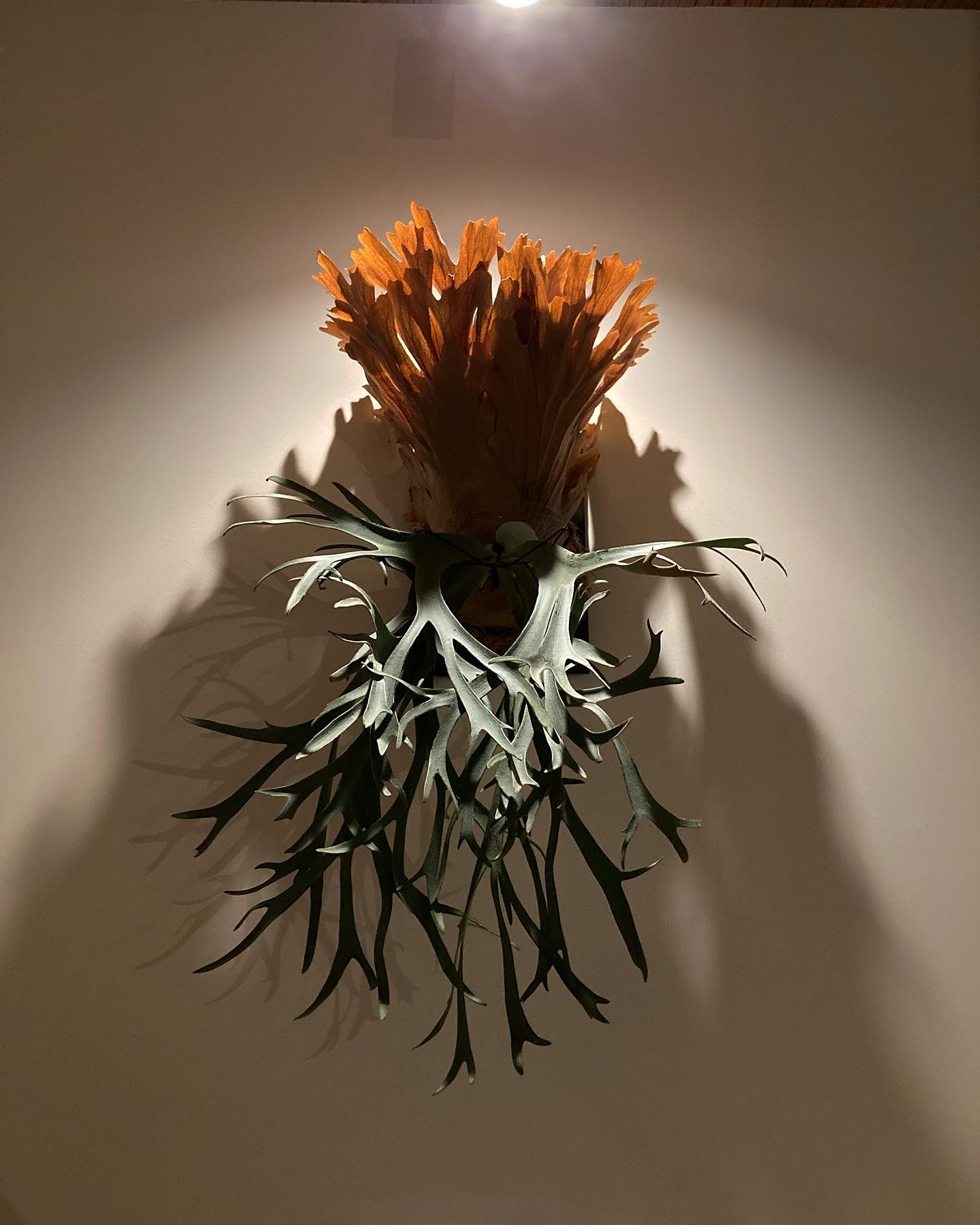 P.willinckii smurf from @katsu_hibino こいつも板替え、苔増し、