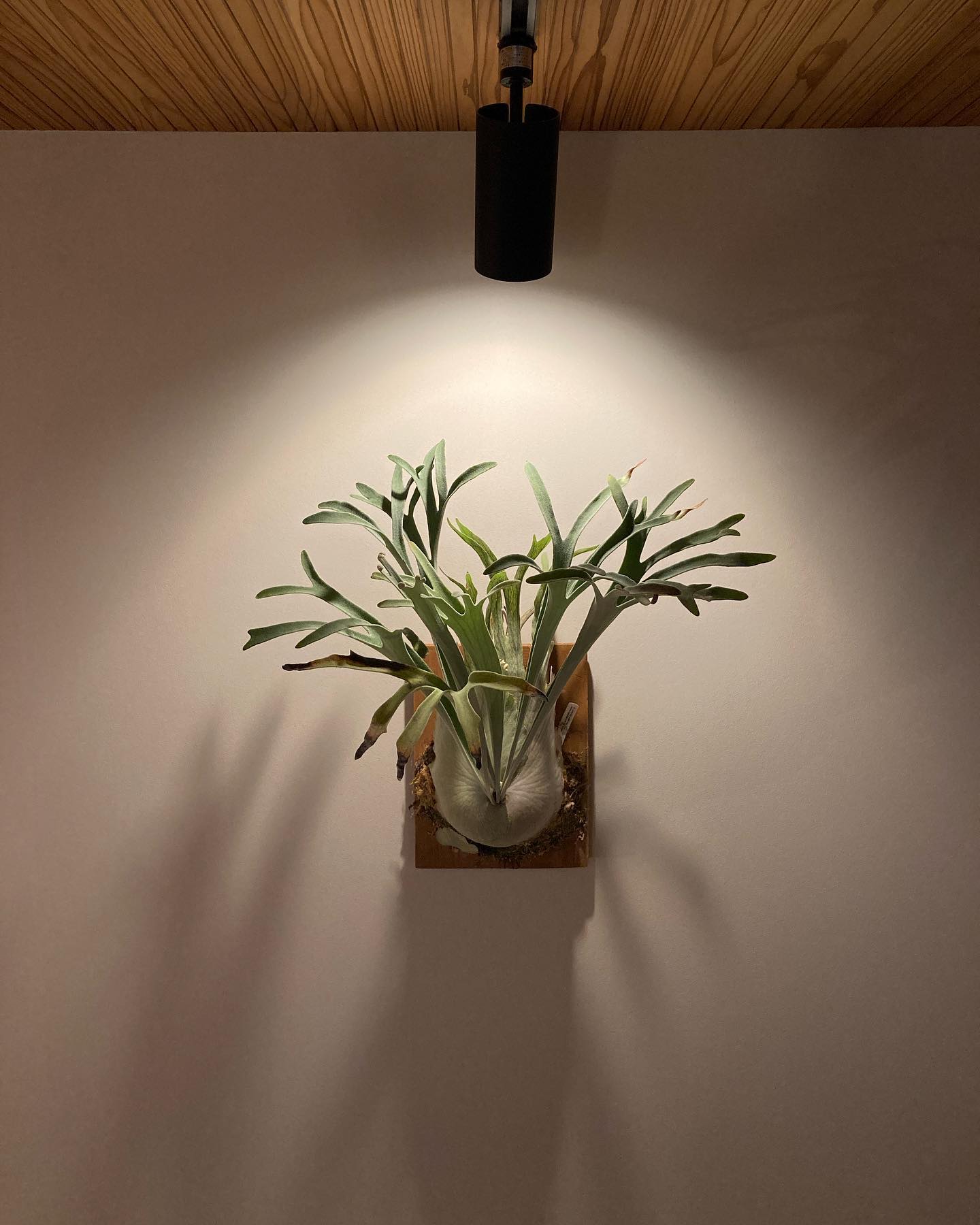 ベイチーワイルドvp16 from @vandaka_plants 水ジャバジャバ。