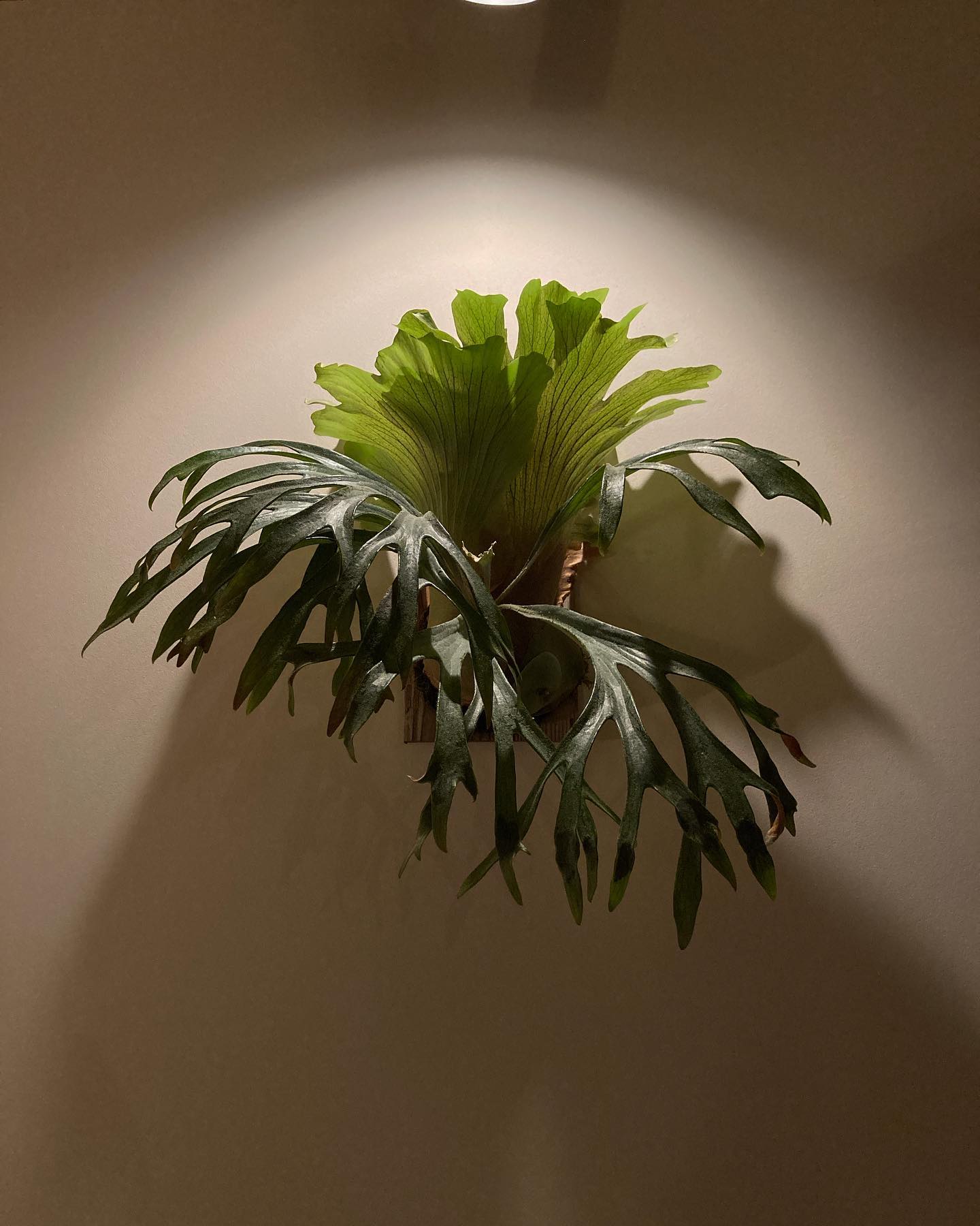 P.mt lewis from @botanyvalley 独特なシルエット。