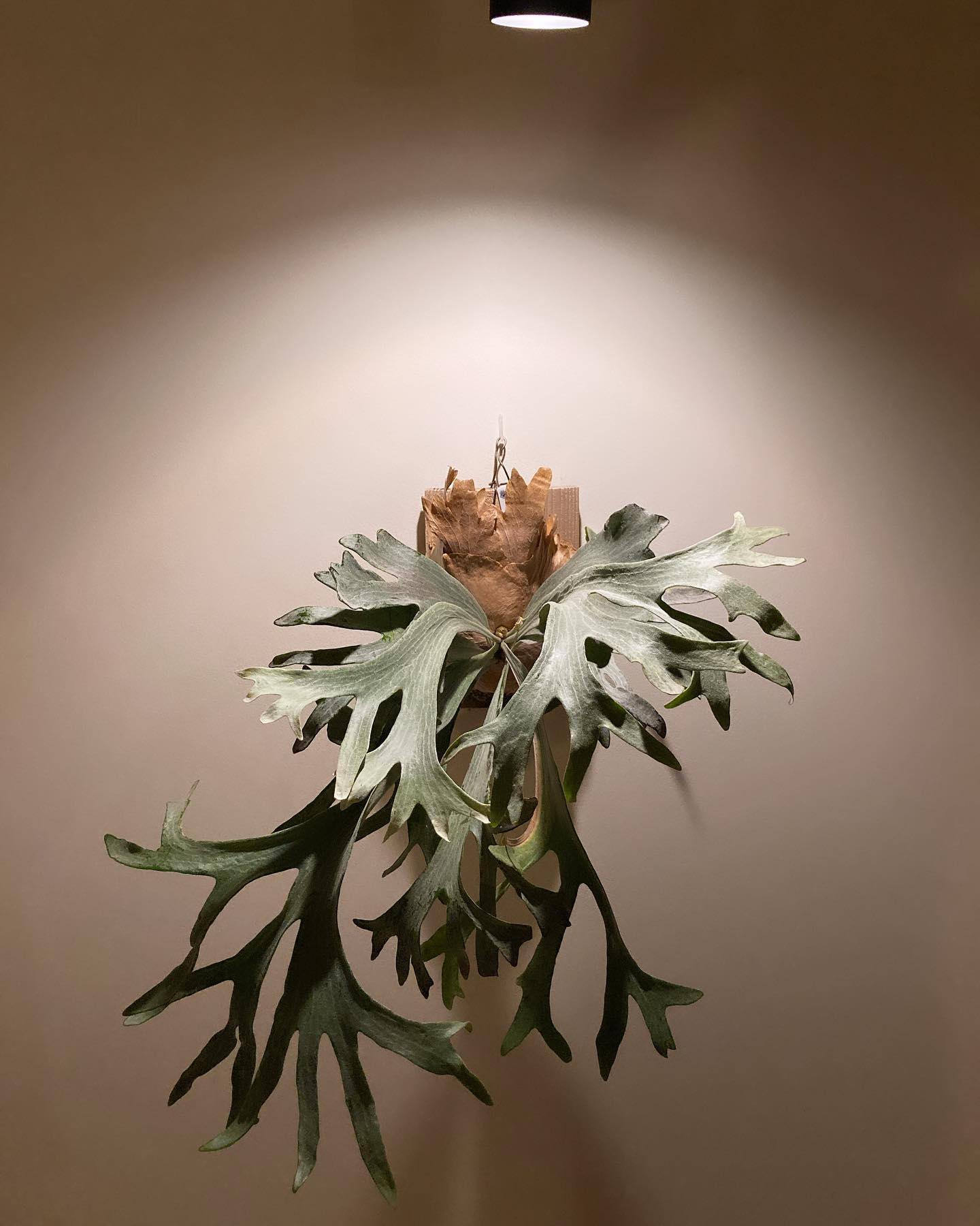 P.sp HK sporeling 【Majus mix 】 どこから撮っても面白い。