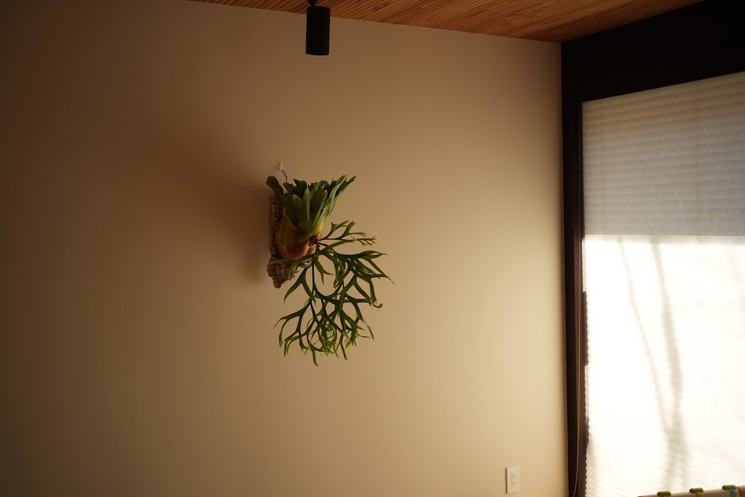 P.coronarium waiwai from @vandaka_plants カメラ楽しいです。