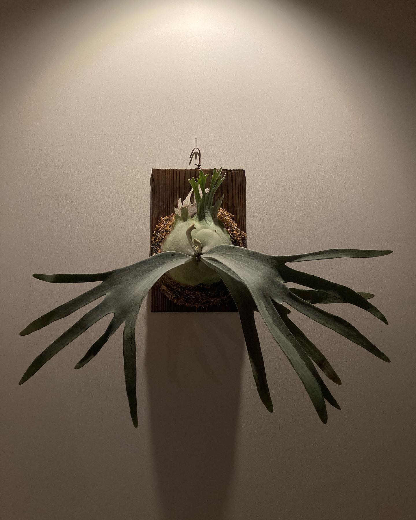 P.Pedro tatsuta 相変わらず楽しませてくれる