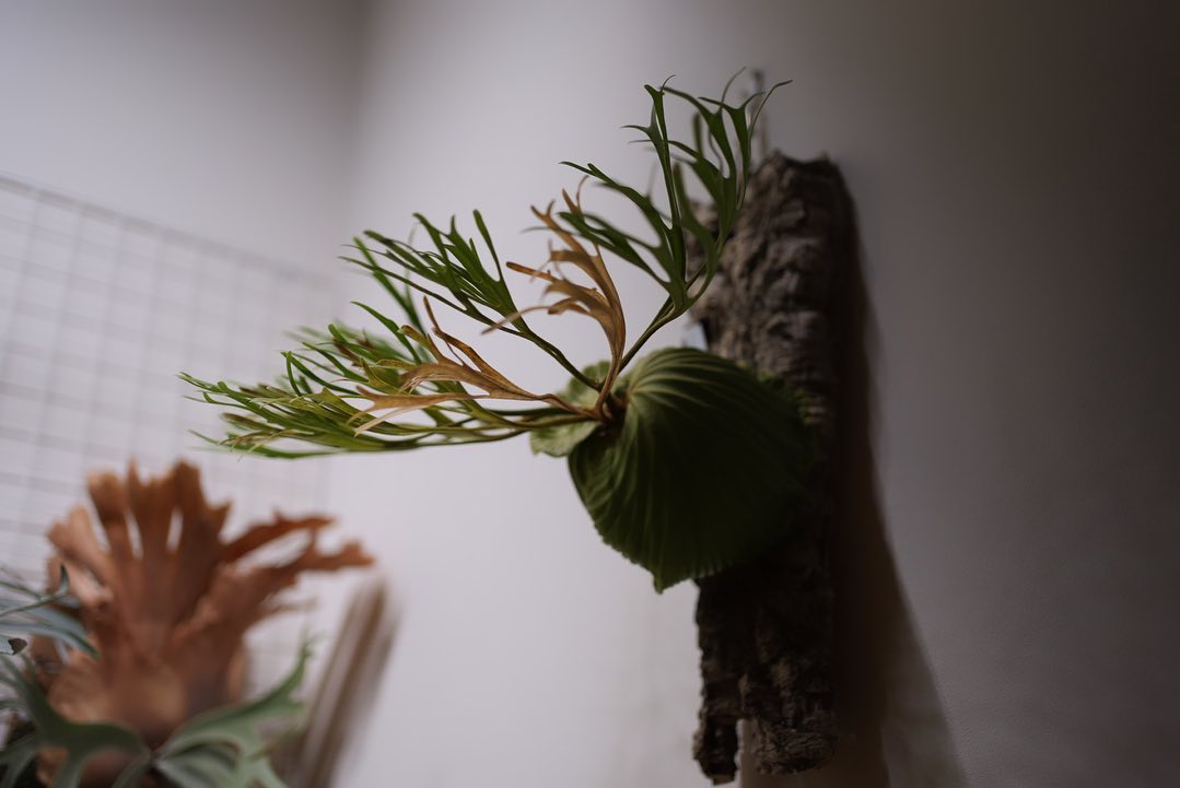 Platycerium ridleyi nano from @katsu_hibino もっとビカク