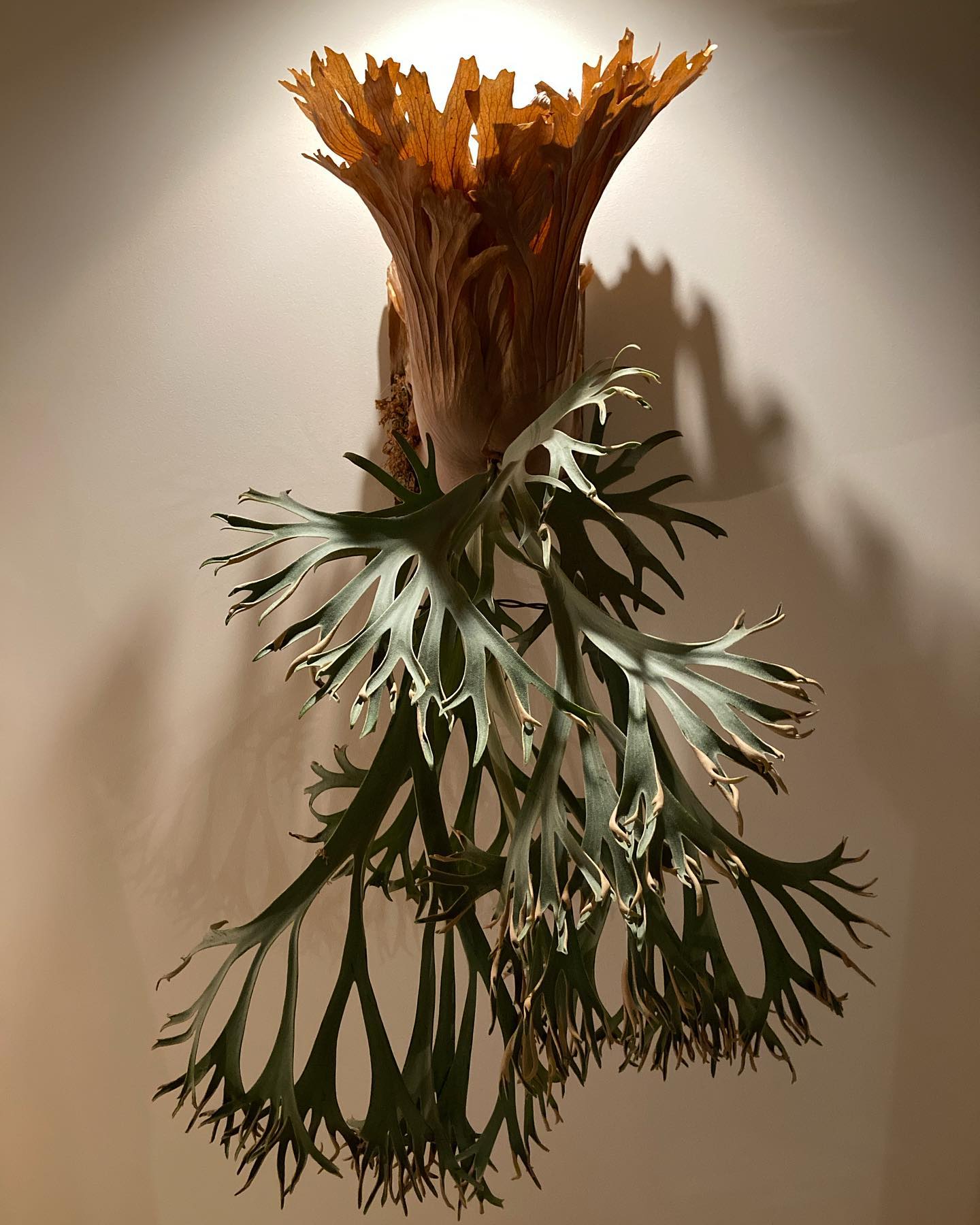 P.willinckii 月光爪哇 from @comolebi_plants 最近月光爪哇の子株が