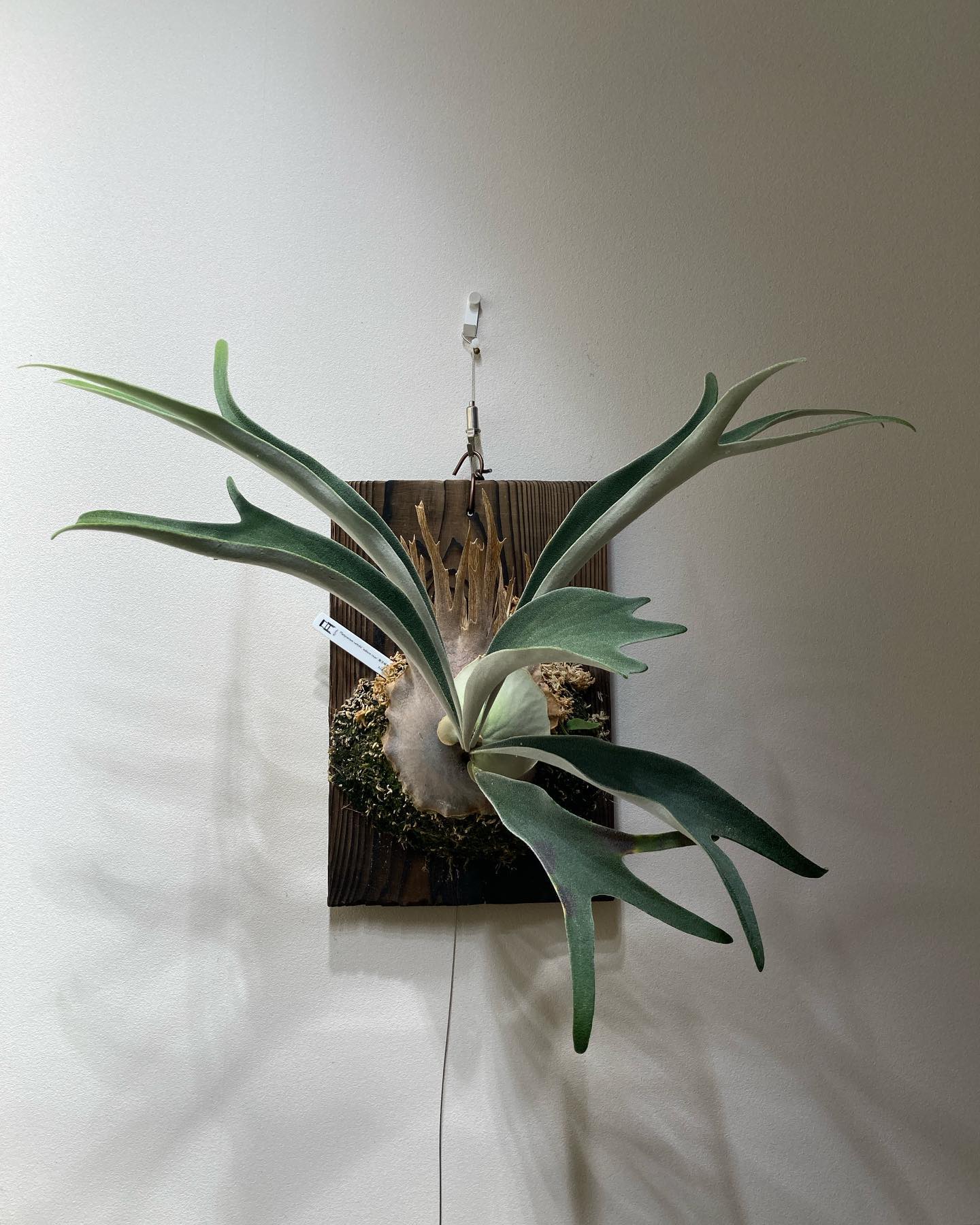 P.veitchii auburn river胞子培養＃3 また貯水葉ターン 楽しみである。