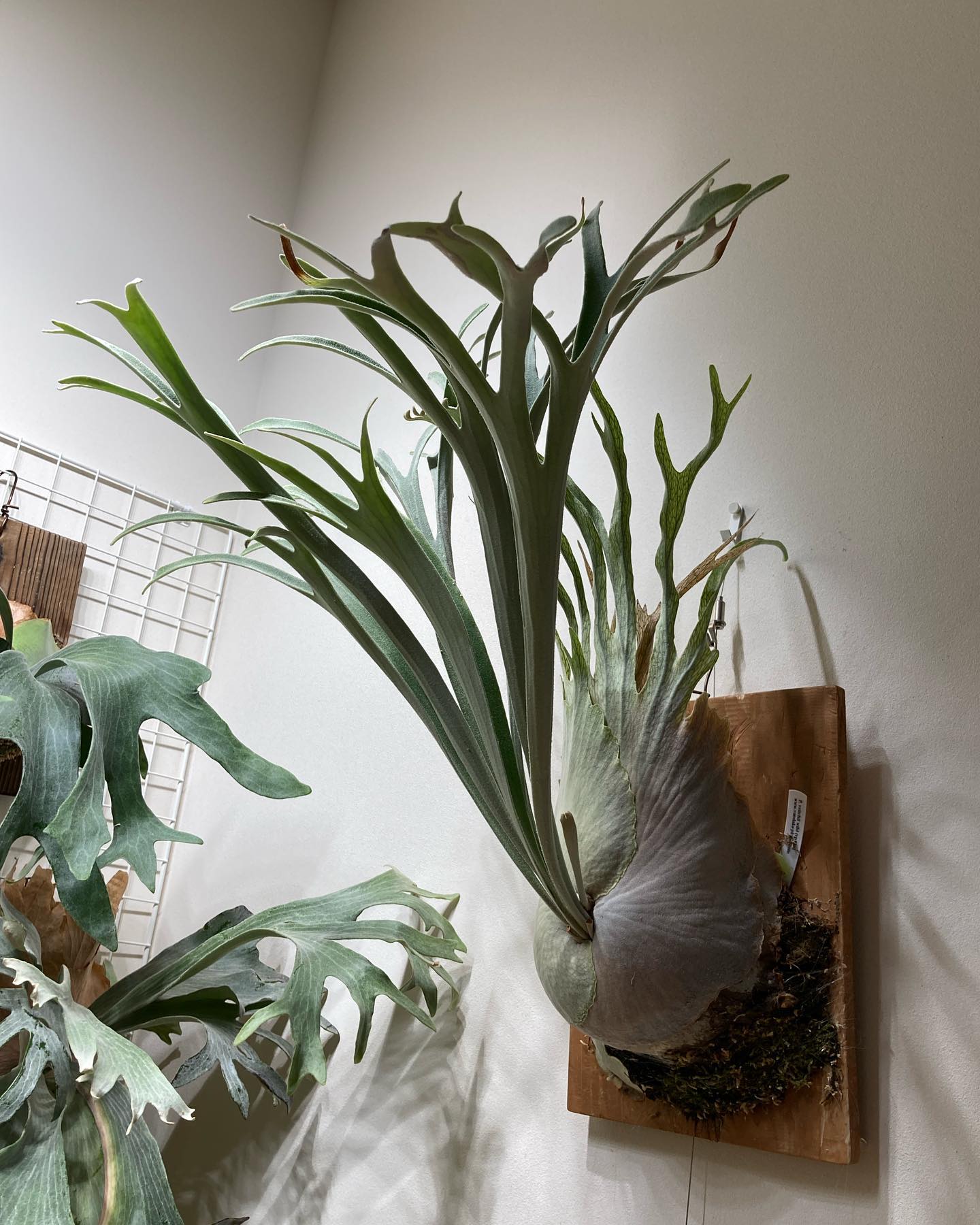 ベイチーワイルドvp16 from @vandaka_plants ベイチーの魅力がやっとわかりまし