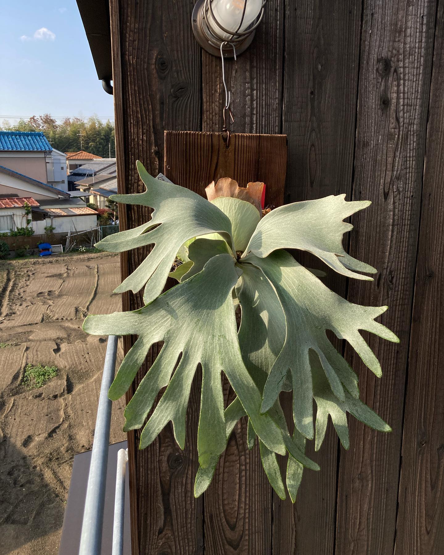 P.White gizmo よしカメラ買おう