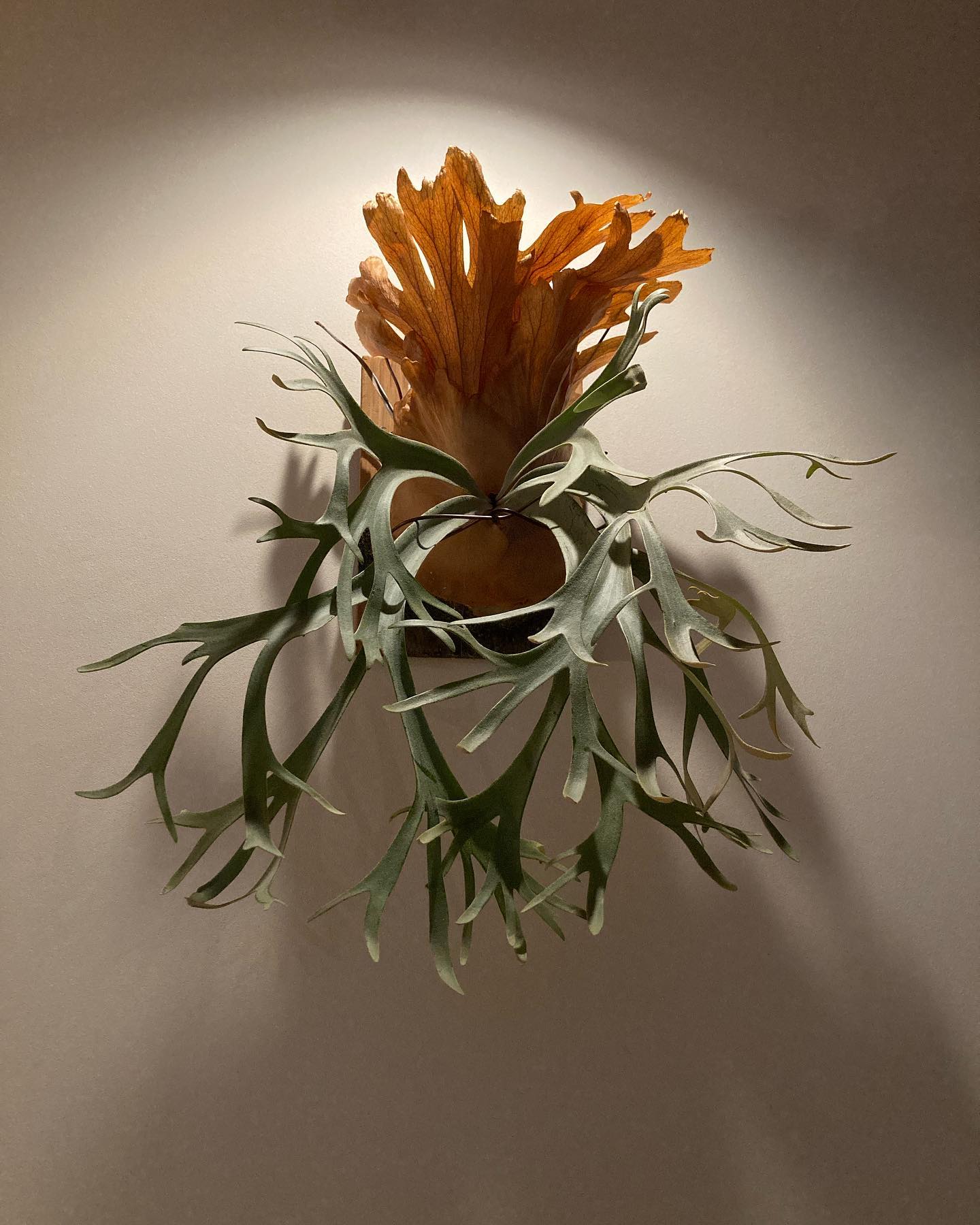 P.willinckii ‘yellow moon’ from @botanyvalley ドワーフ