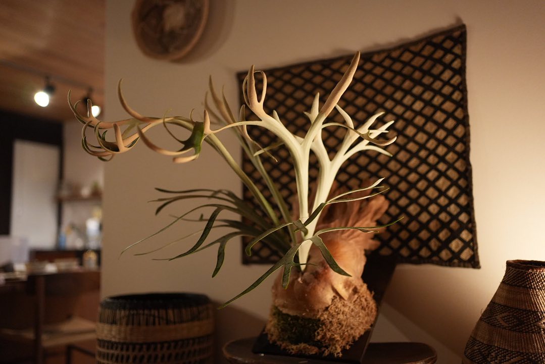 P.willinckii moonlight やっとピロピロの表現ができる そして、部屋が散らかって