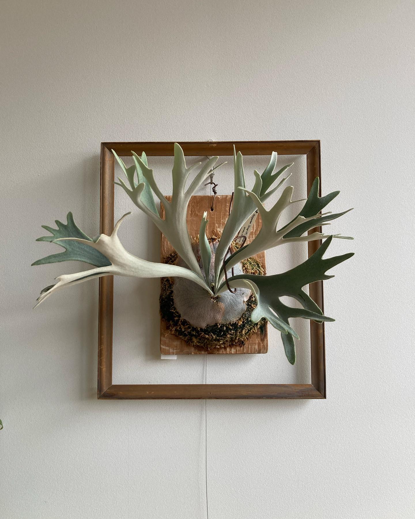 P.veitchii sporeling (Group-VR) from @acupom219 さん