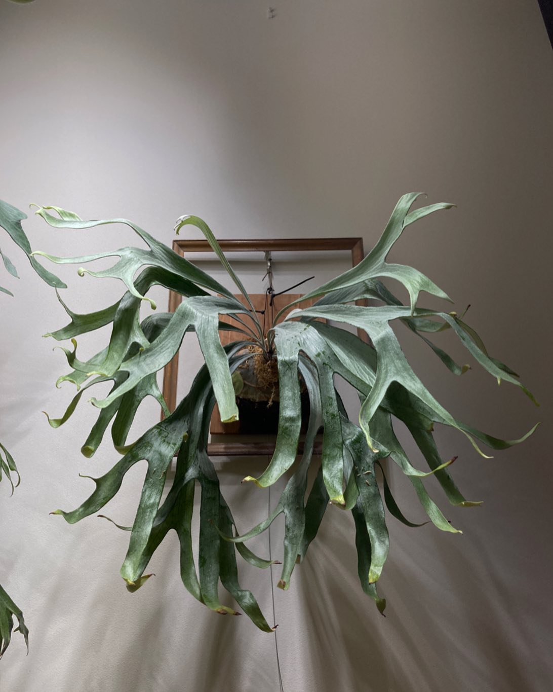 P.mt lewis 白い方 もうすぐ首折れ バビルサみたいなビカクシダ。