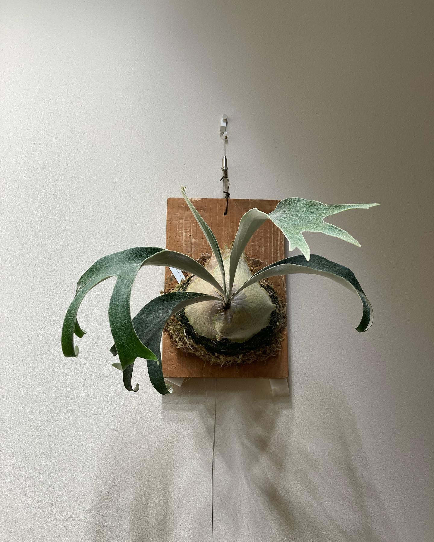 P.veitchii auburn river胞子培養＃1 苔増し、板替え 私はジサスポで我慢します