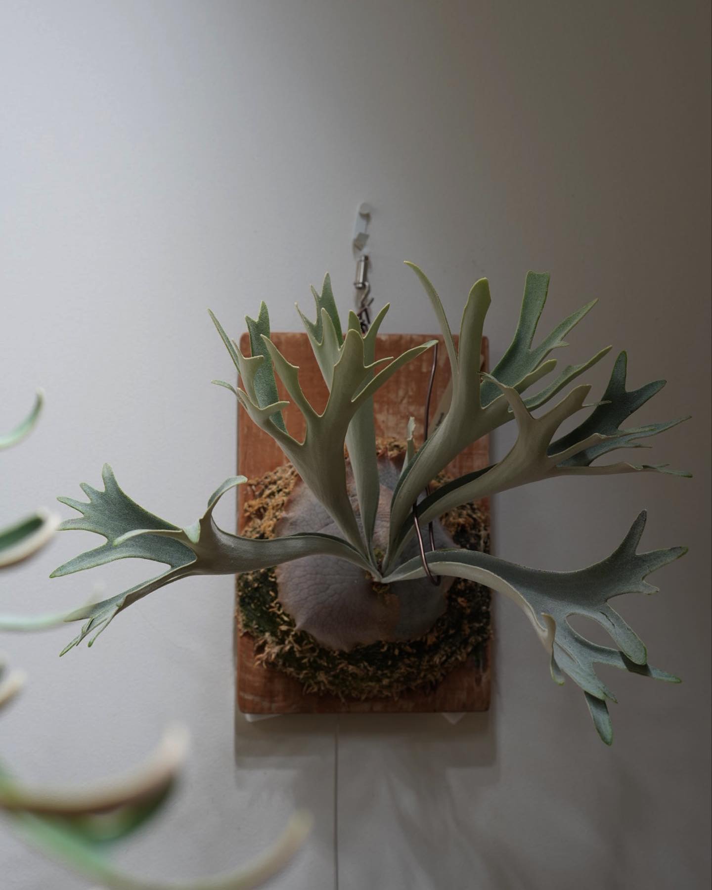 P.veitchii sporeling (Group-VR) from @acupom219 さん