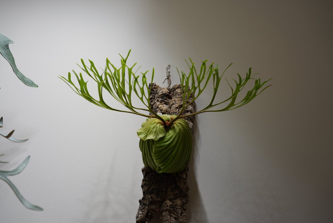 Platycerium ridleyi nano from @katsu_hibino 角が4本から