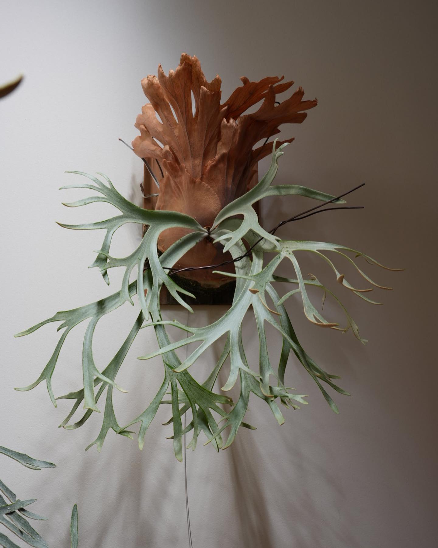 P.willinckii ‘yellow moon’ from @botanyvalley 最近成長