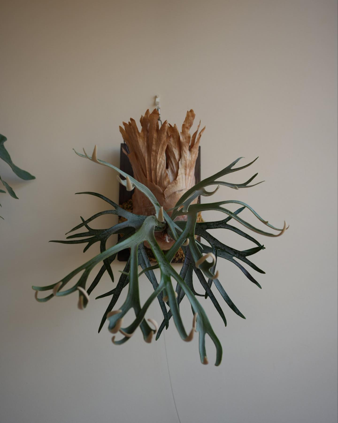 P.willinckii moonlight やっぱりPN よりカールします。 ちなみに分岐はPNの