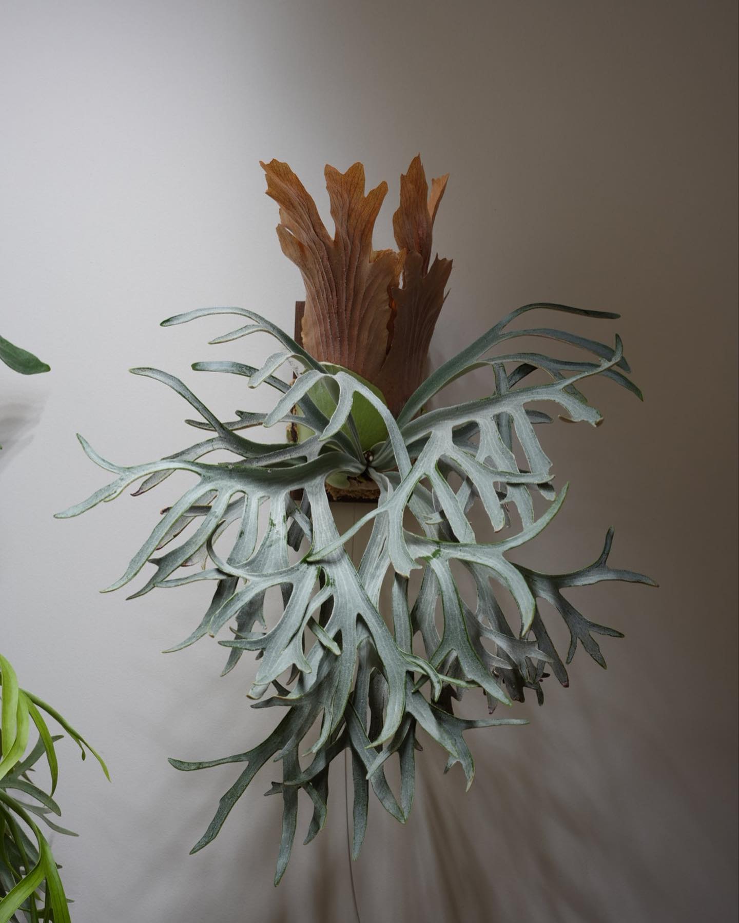 強い光で育てたムーンライト