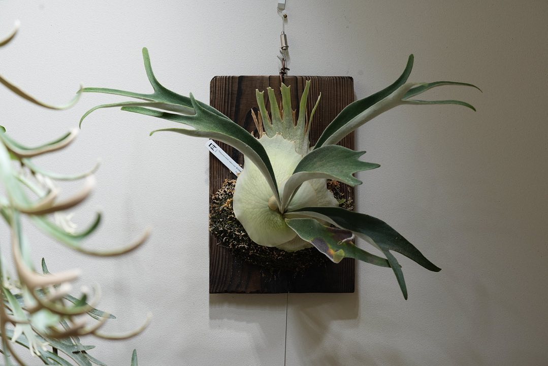 P.veitchii auburn river胞子培養＃3 前回の貯水葉を大幅に更新しそう。