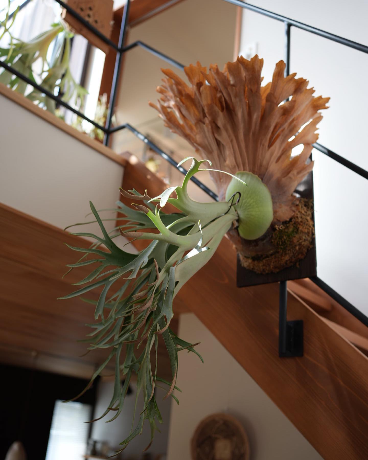 P.willinckii smurf from @katsu_hibino 皆様ご協力ありがとうござ