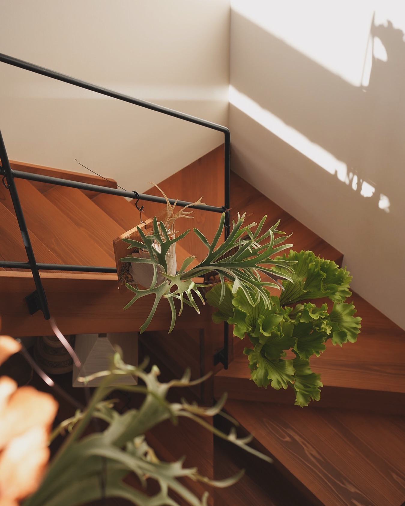 新年あけましておめでとうございます 今年は微力ながらもビカクシダという植物の魅力をさらにお伝え出来れ