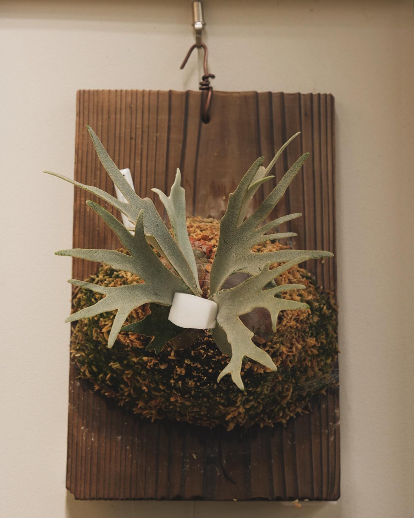 Platycerium willinckii “Blue Queen Dwarf Sporeling