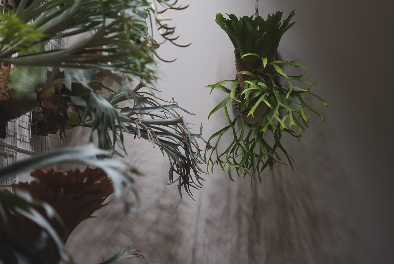 P.coronarium waiwai from @vandaka_plants コロナはやっぱ好き