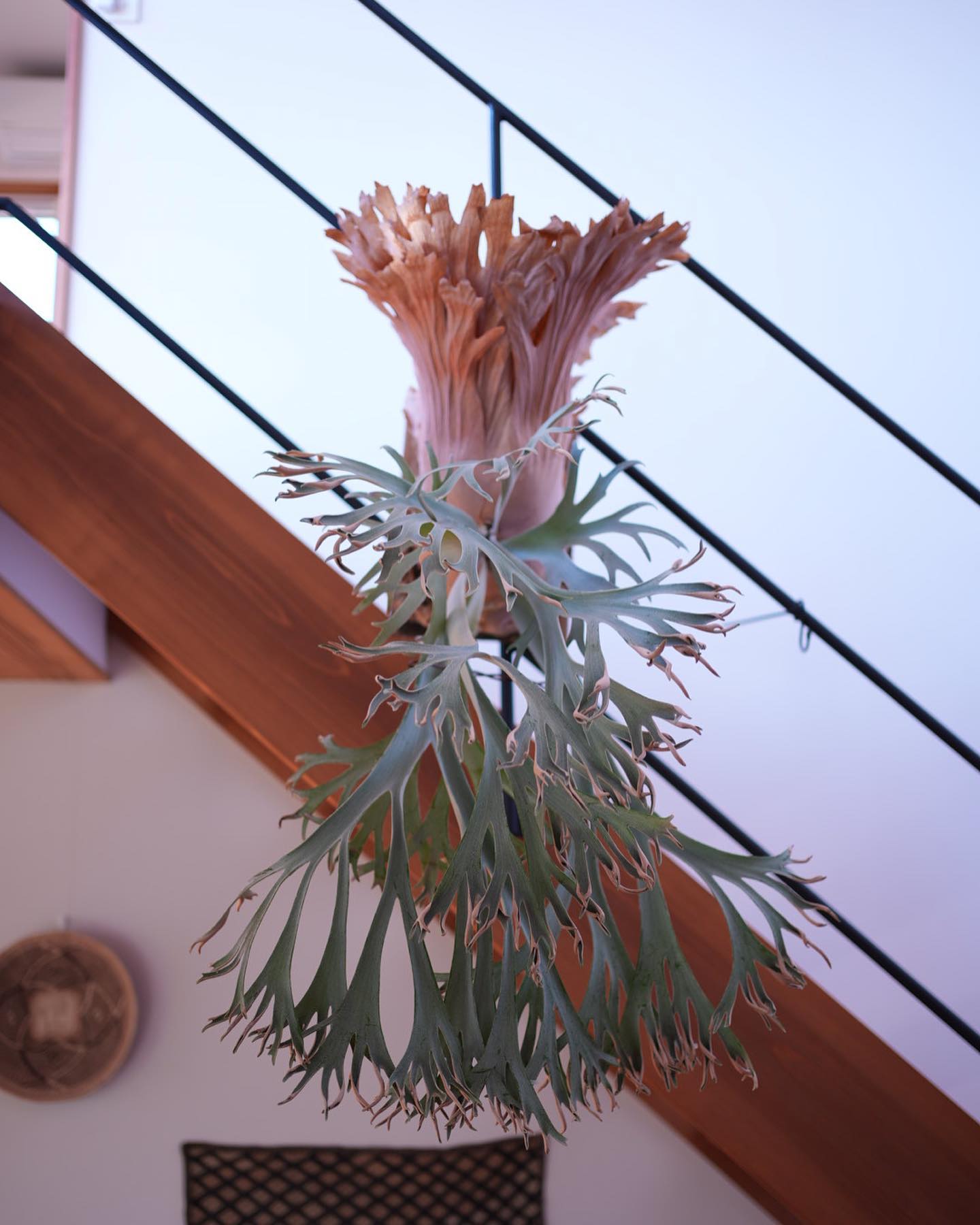 P.willinckii 月光爪哇 from @comolebi_plants ー本物のピロピロを体