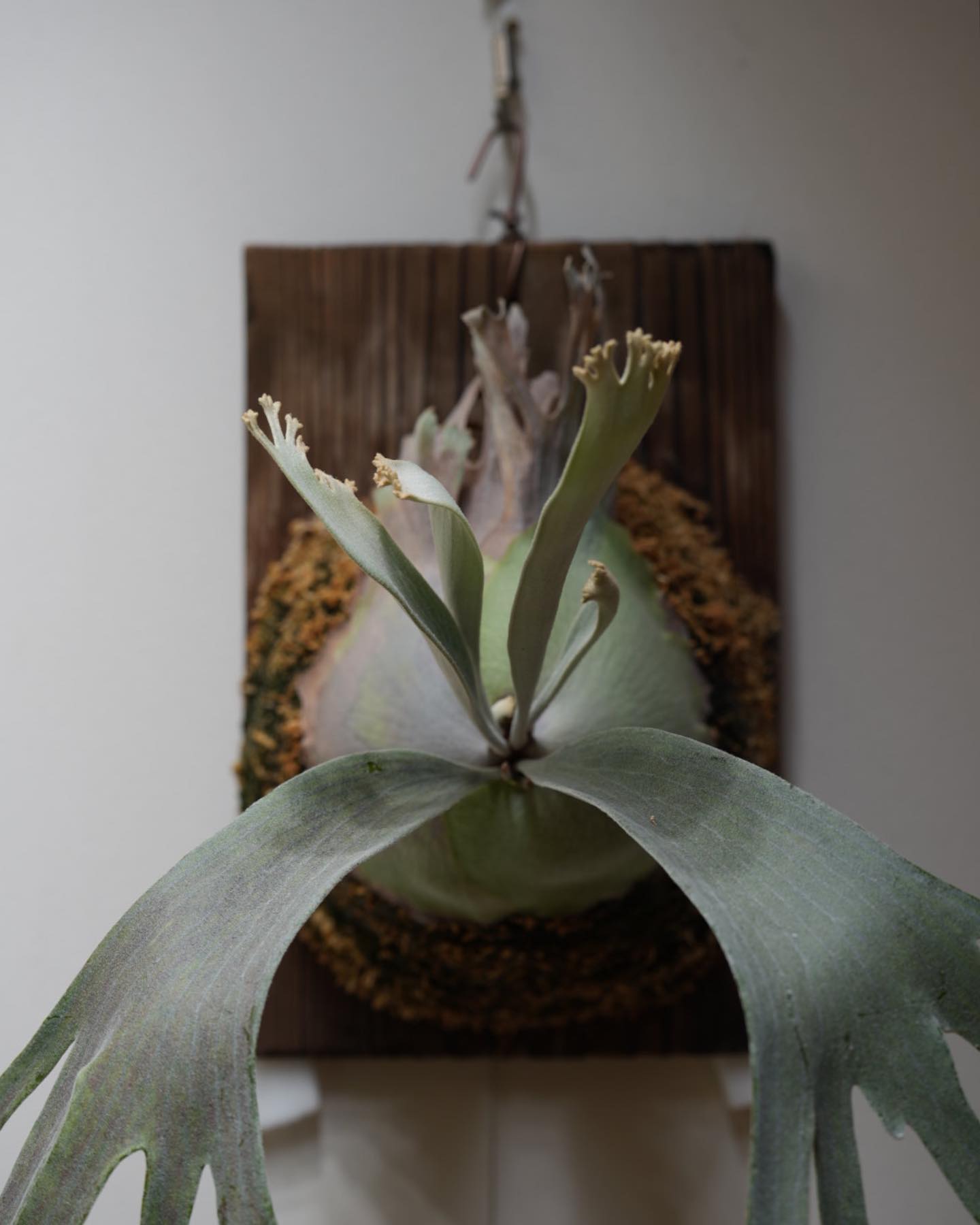 P.Pedro tatsuta ペドロにしか出せないピロピロがある。 マクロレンズも欲しくなるね。