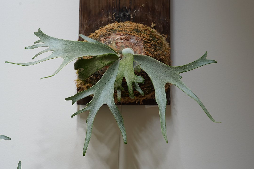 P.willinckii blue queen 予告ピロピロです。 あれ？一般家庭と比べて我が家ウィ