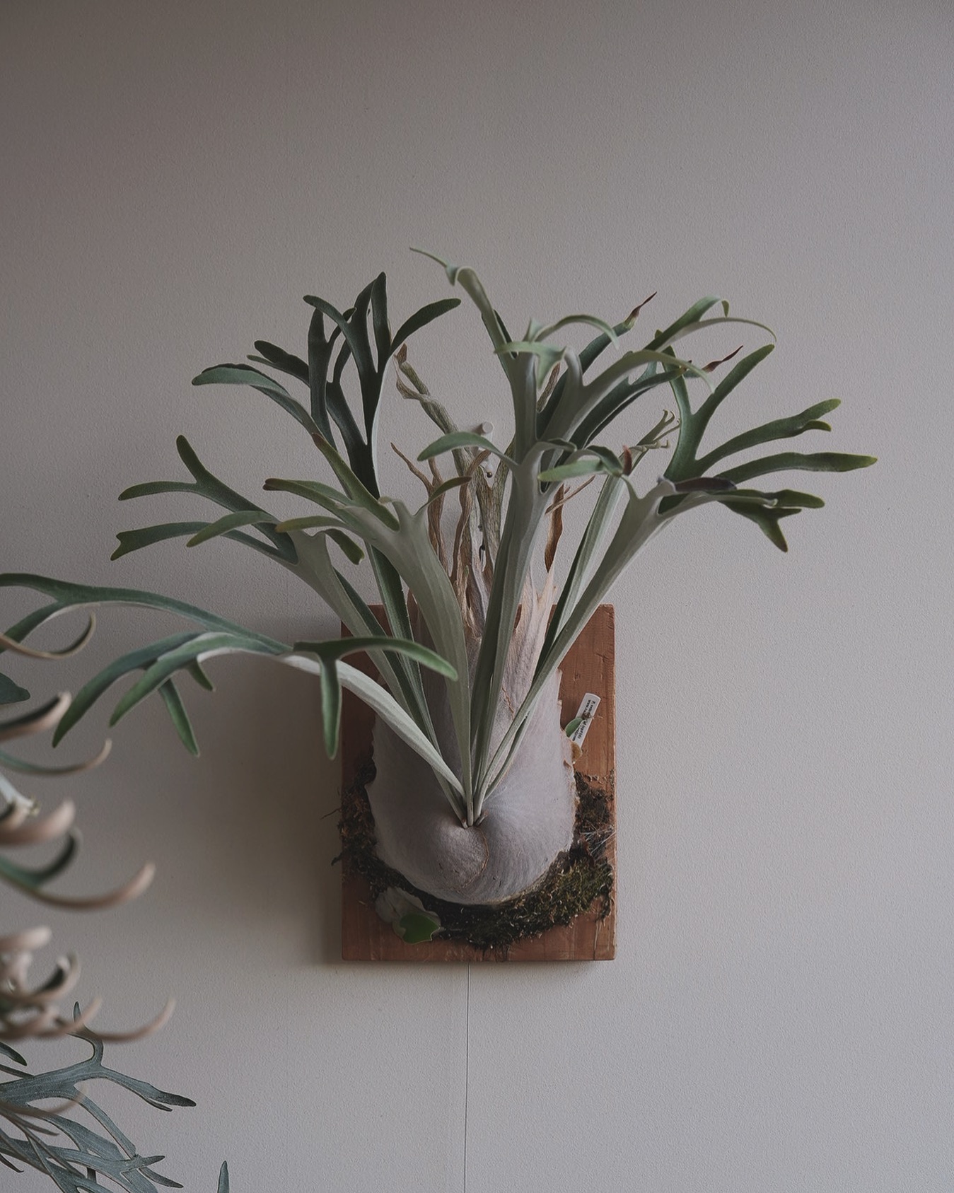 ベイチーワイルドvp16 from @vandaka_plants 貯水葉がウネってますね。