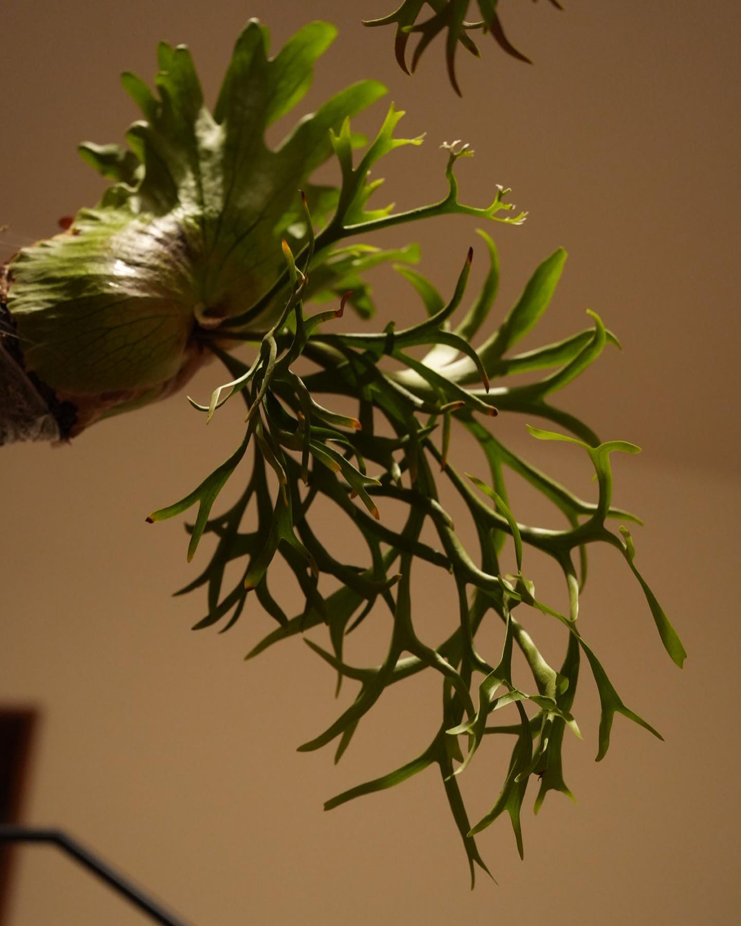 P.coronarium from @katsu_hibino コロナリウムのこのわけわからん感じが