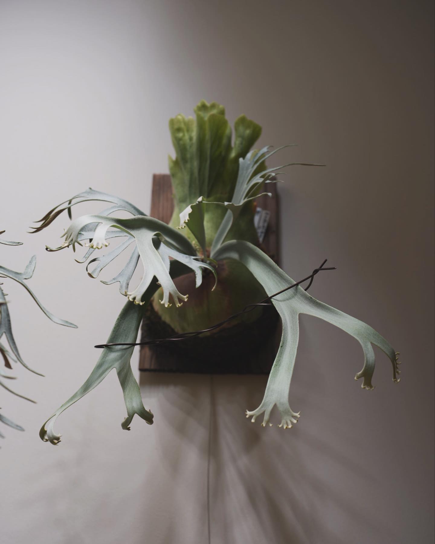 P.willinckii bogor suddan 次の世代も育ってきておる