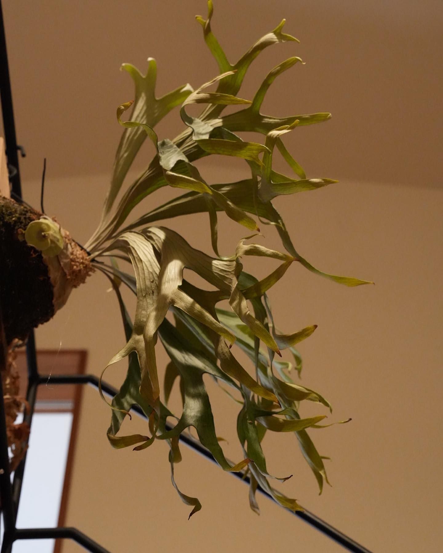 P.mt lewis こいつは闇堕ちしたシロルイス、通称デビルシロルイスです(嘘です デビルシロルイ