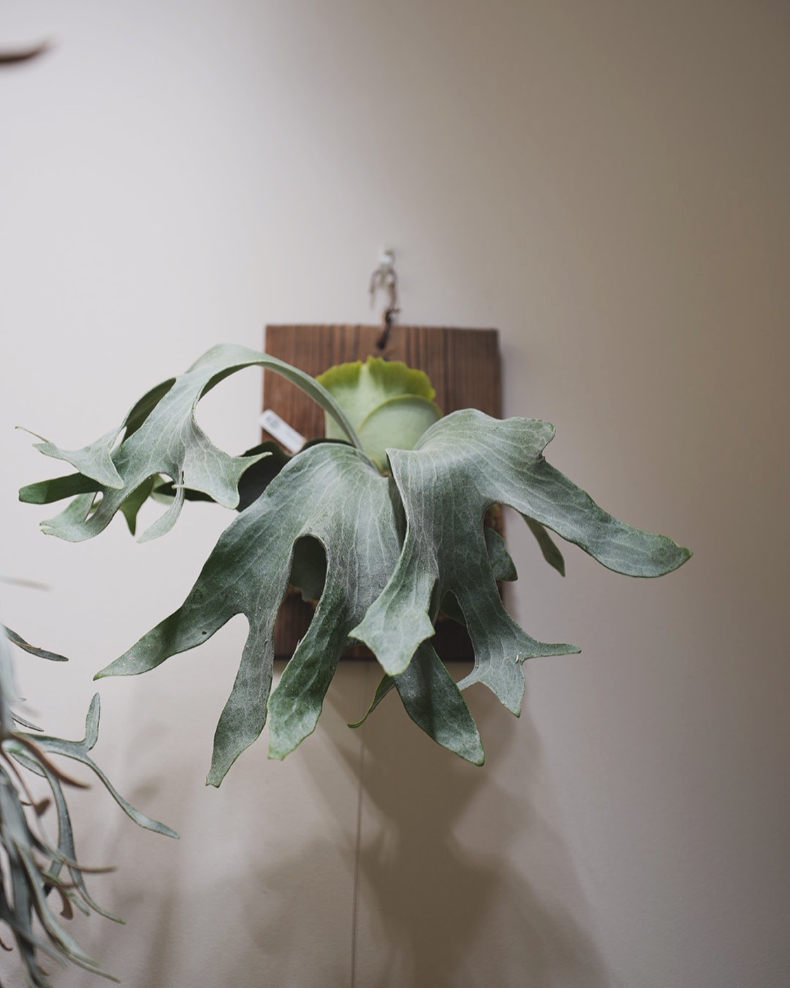 P.Ginka from @botanyvalley ずっと貯水葉のターン。 おじさんはそろそろ胞子