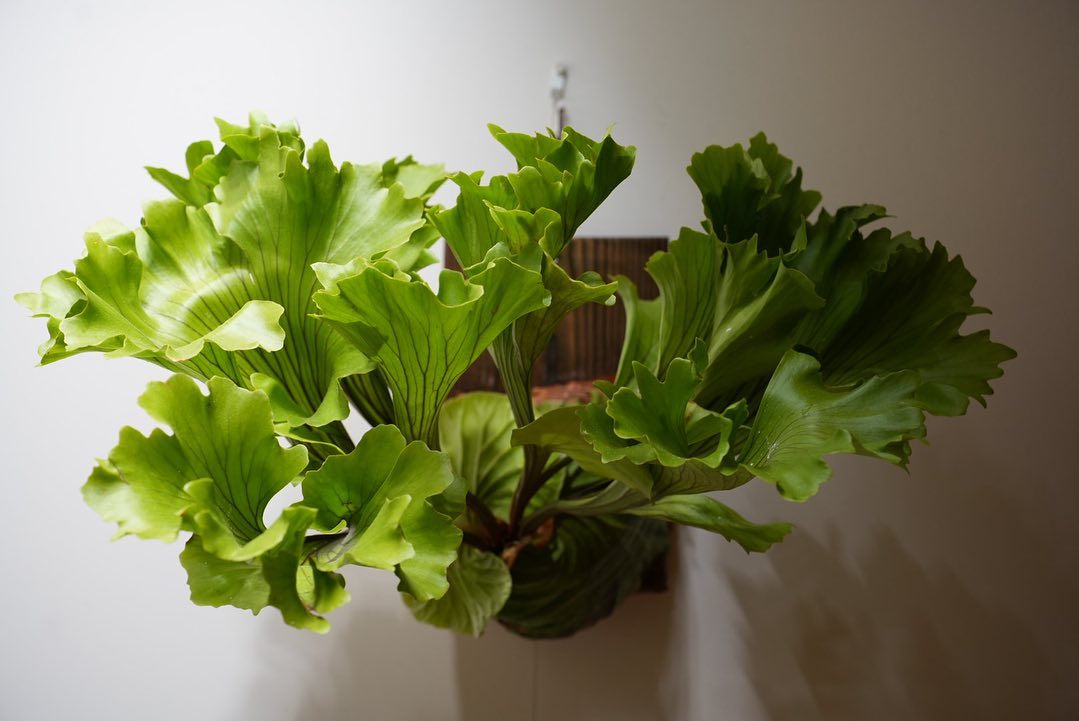 Platycerium ridleyi monkey king 1日遅れてしまった。