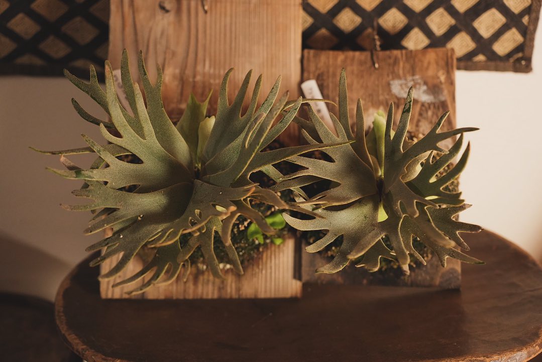 P.willinckii jade girl sporeling 小学校の時に薄紙で作ったコサージュ