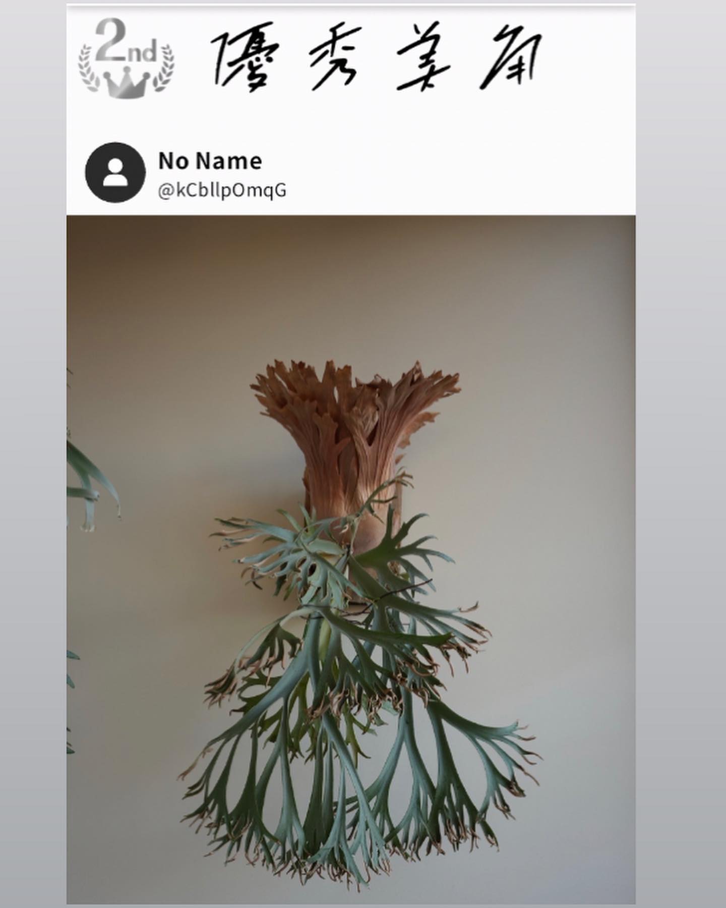 この度、 @indoor.hobbies.furuki さん主催の第二回ビカクシダ品評会にて、なんと