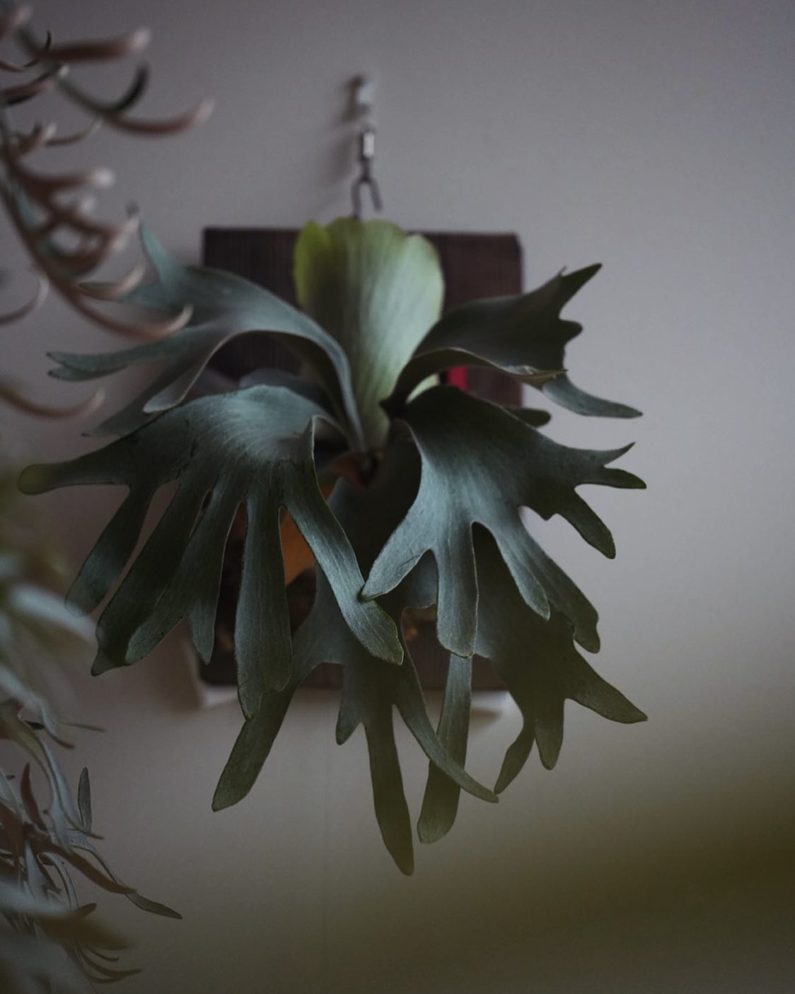 P.White gizmo 次は現像ソフト買おう。