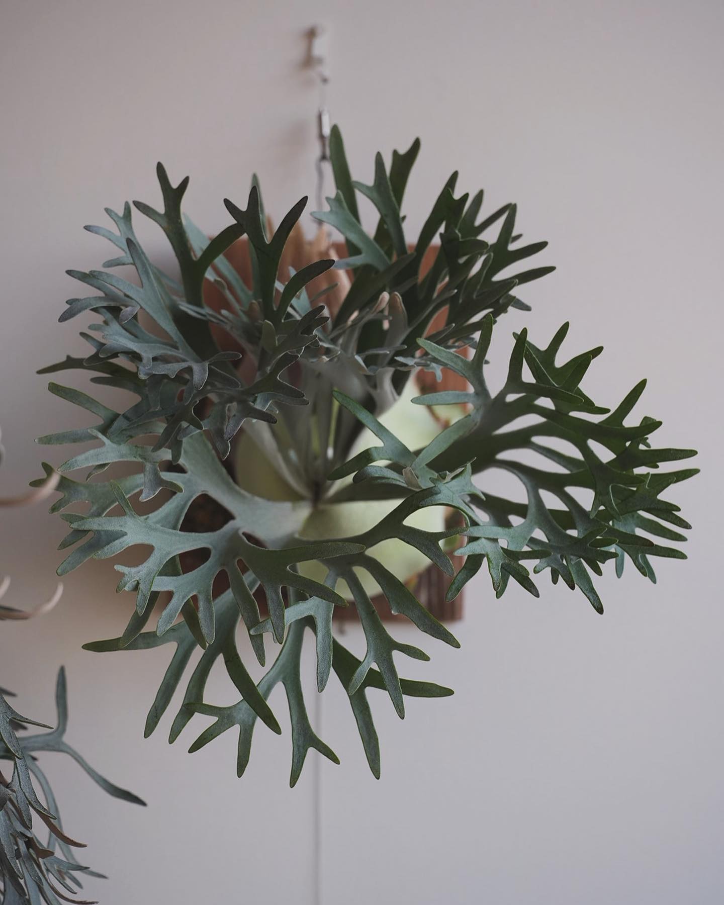 P.Elsa from @vandaka_plants 横から撮るか前から撮るか。 私は前派