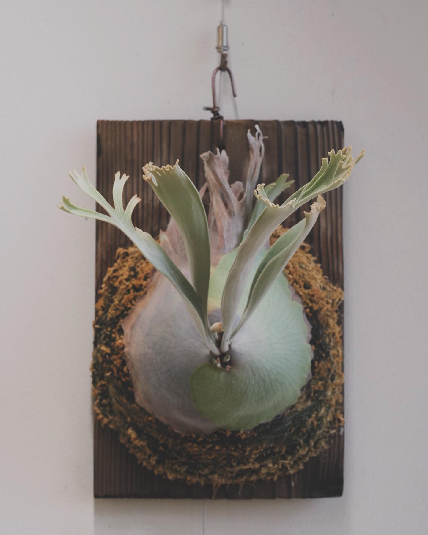 P.Pedro tatsuta 見て一発でわかるこの個性は素晴らしい。 たまらんち ちなみに、似てい