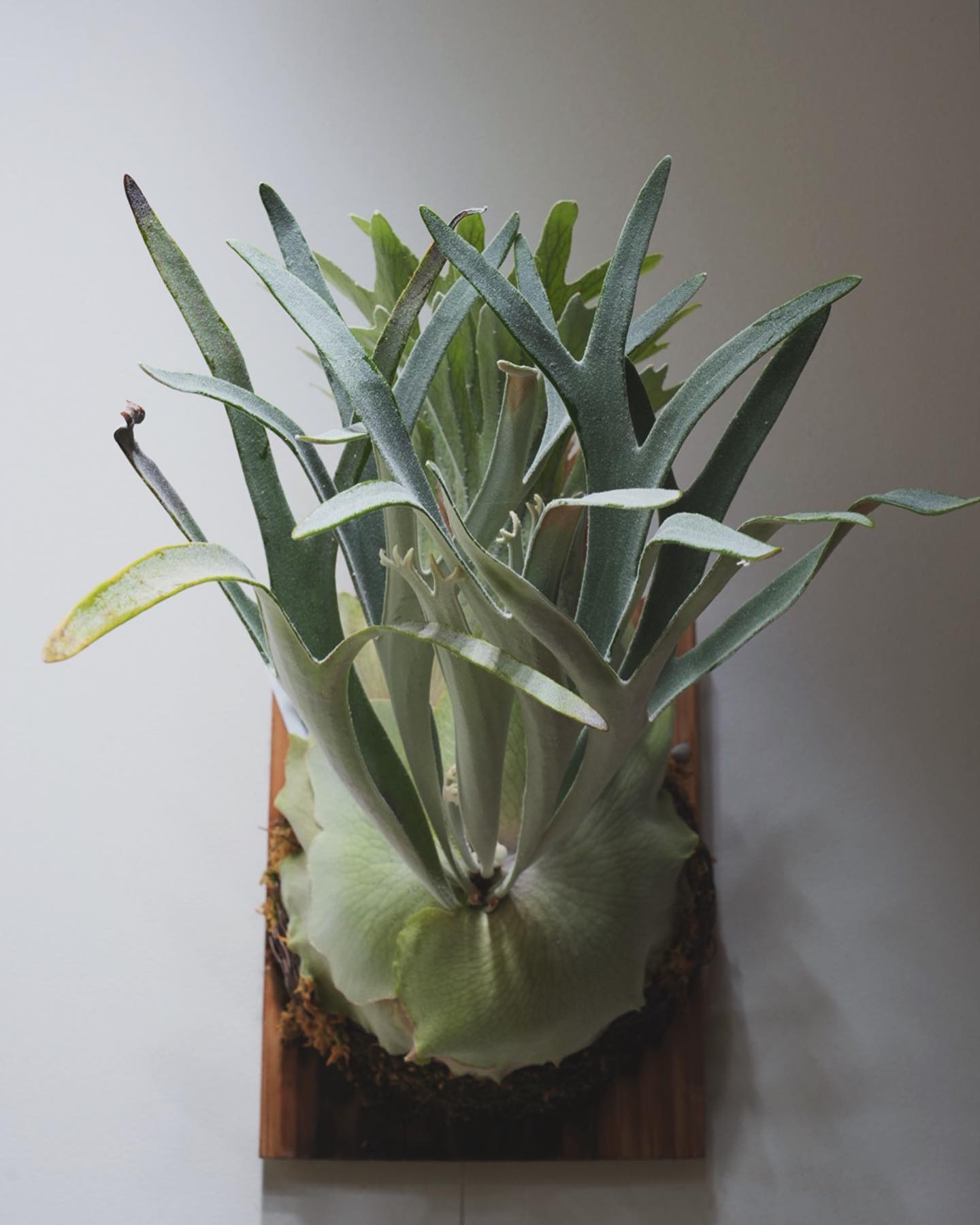 P.veitchii "King Fisher” from @botanyvalley ギチギチにし